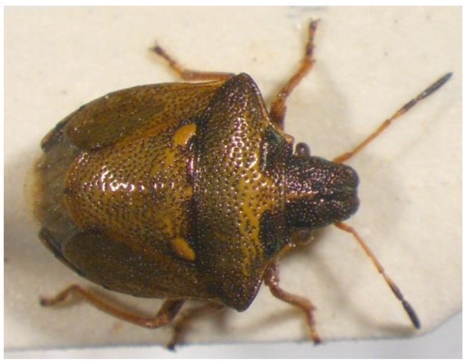 Insects 13 00749 g009 Insects 13 00749 g009