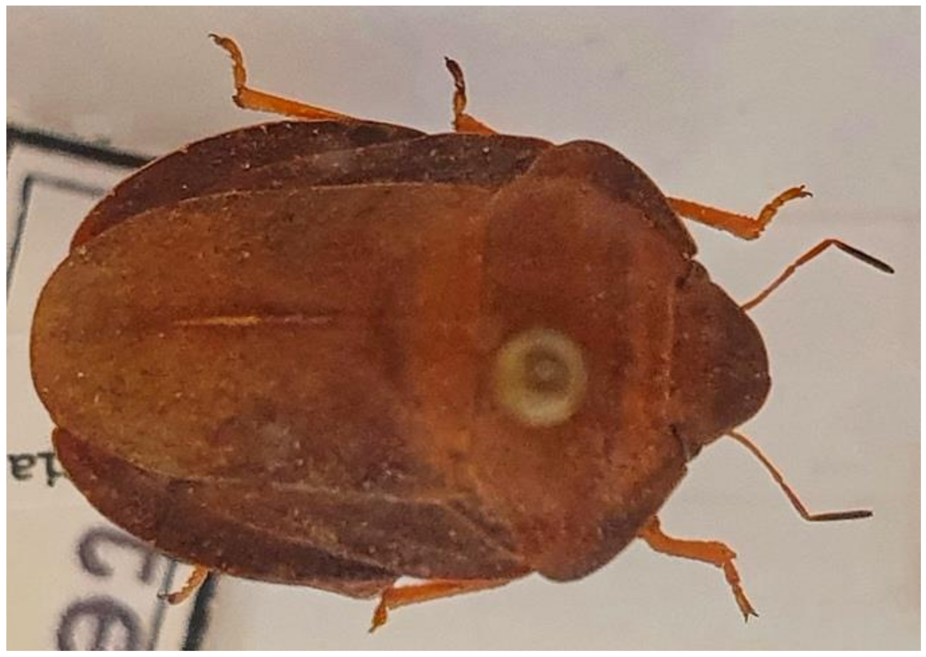 Insects 13 00749 g021 Insects 13 00749 g021