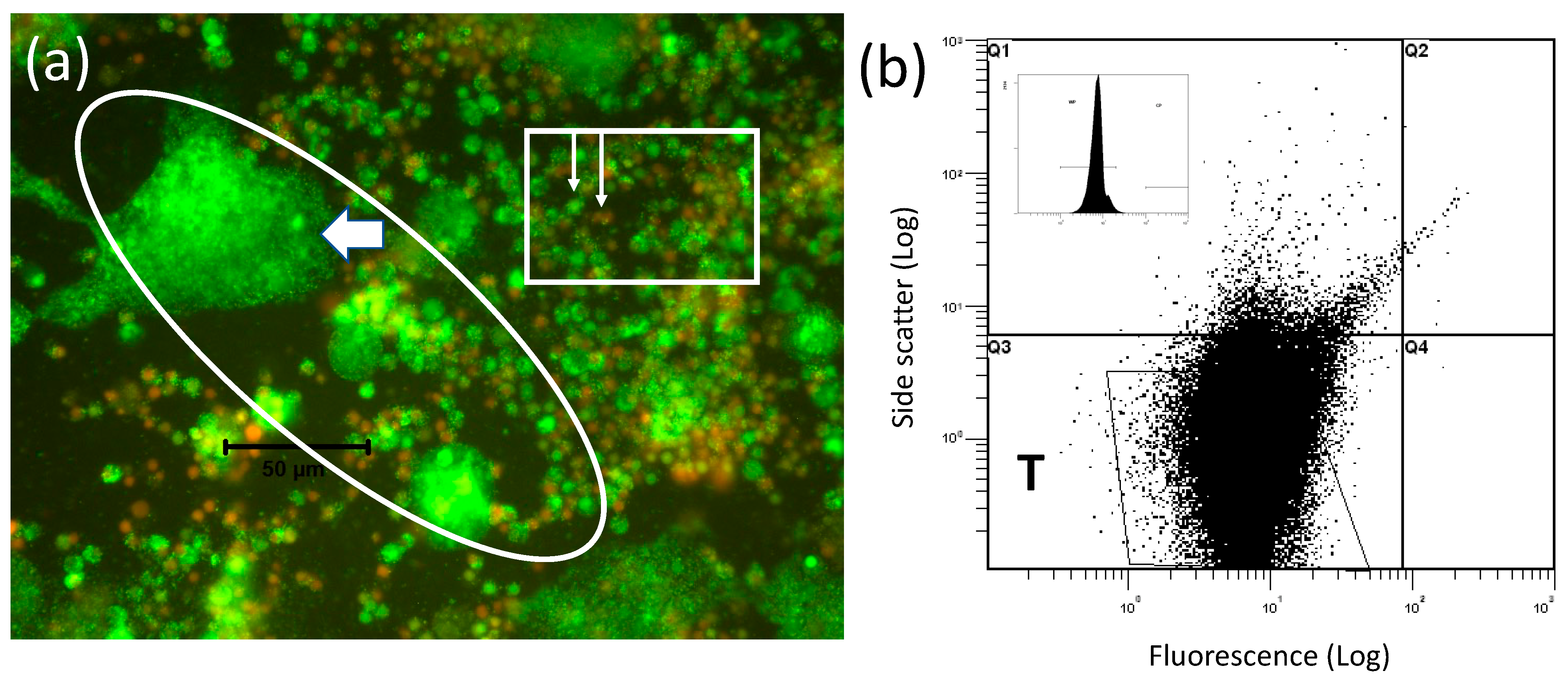 Insects 13 00756 g004 Insects 13 00756 g004