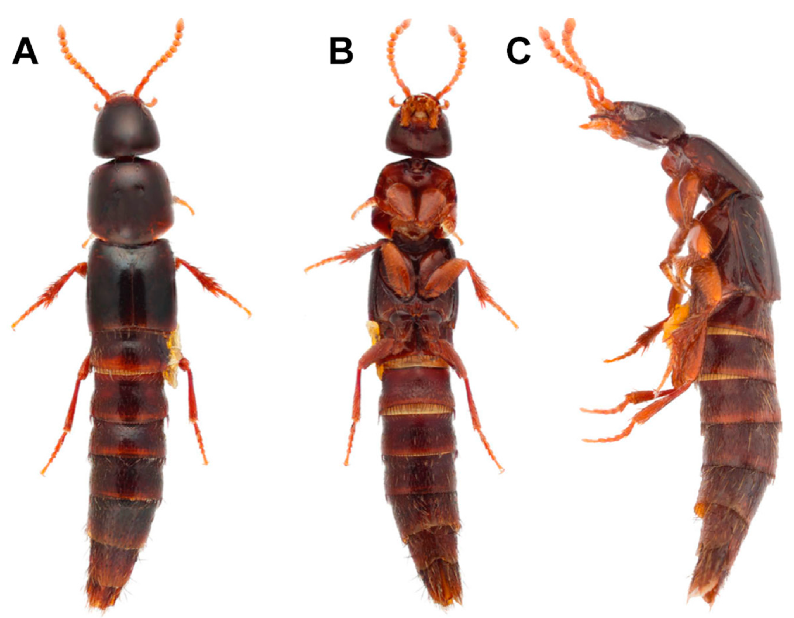 Insects 13 00767 g001