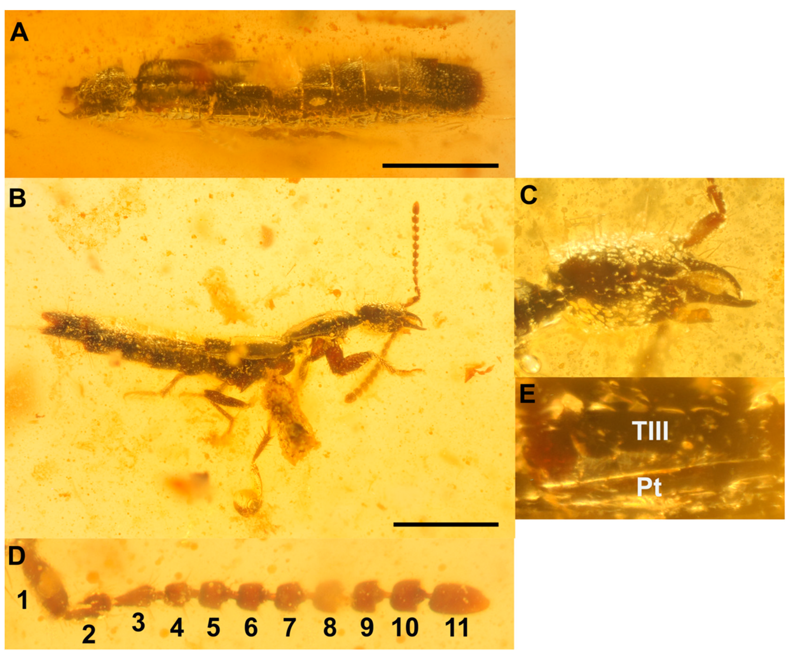 Insects 13 00767 g003