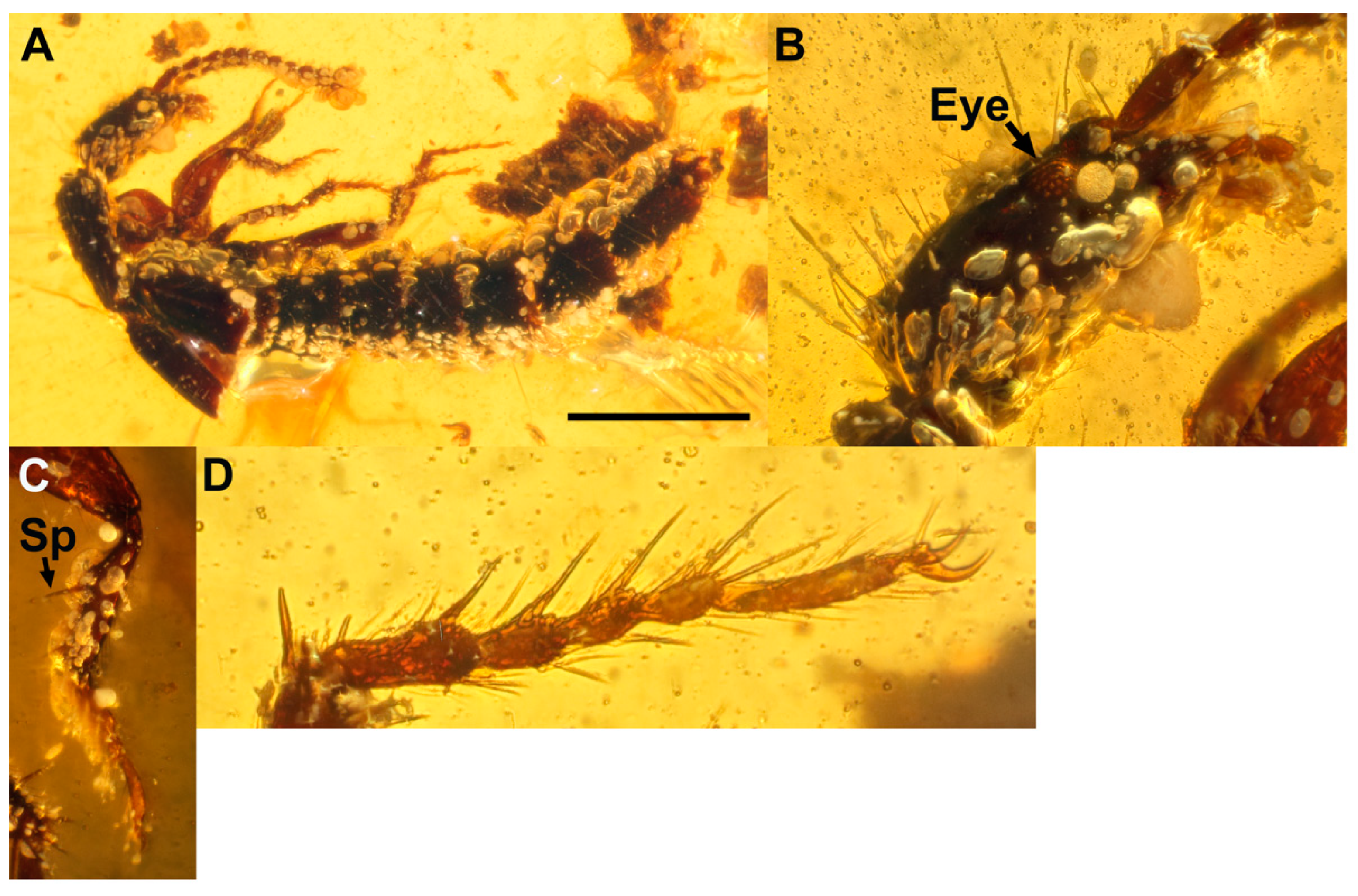 Insects 13 00767 g004