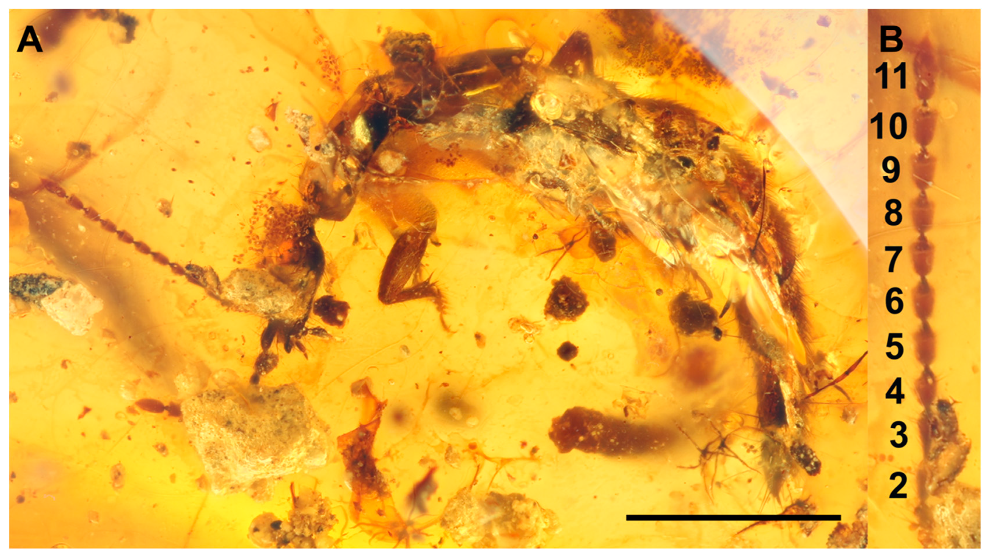 Insects 13 00767 g005