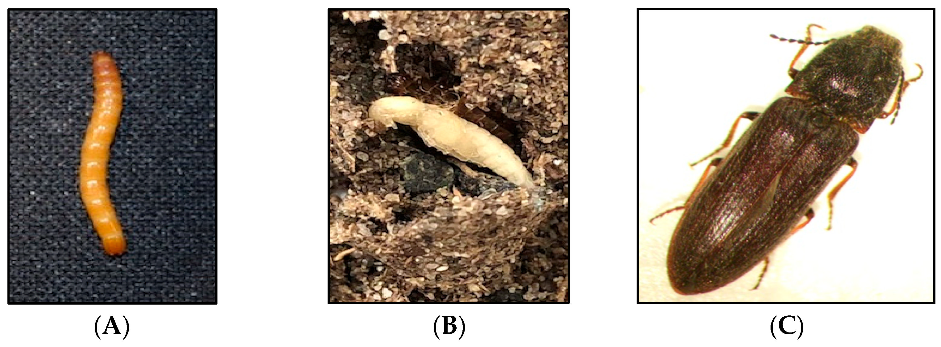 Insects 13 00769 g001 Insects 13 00769 g001