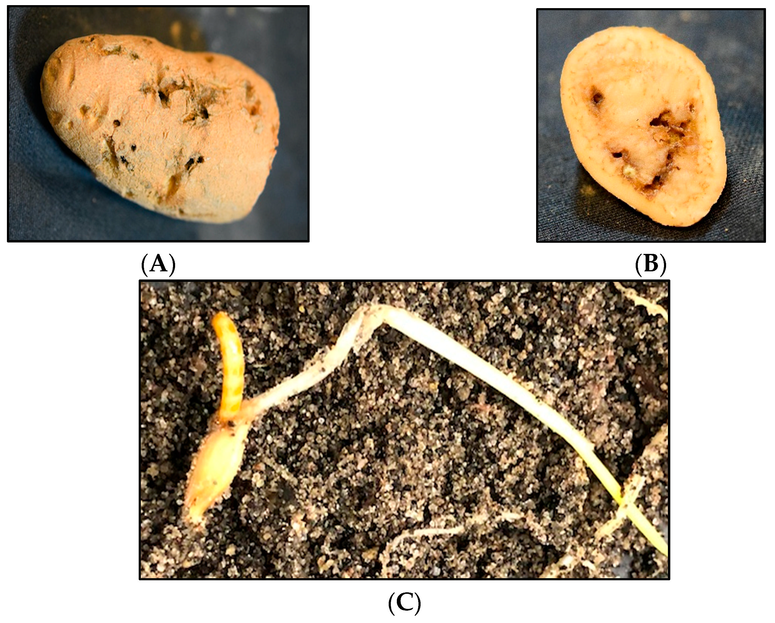 Insects 13 00769 g002 Insects 13 00769 g002