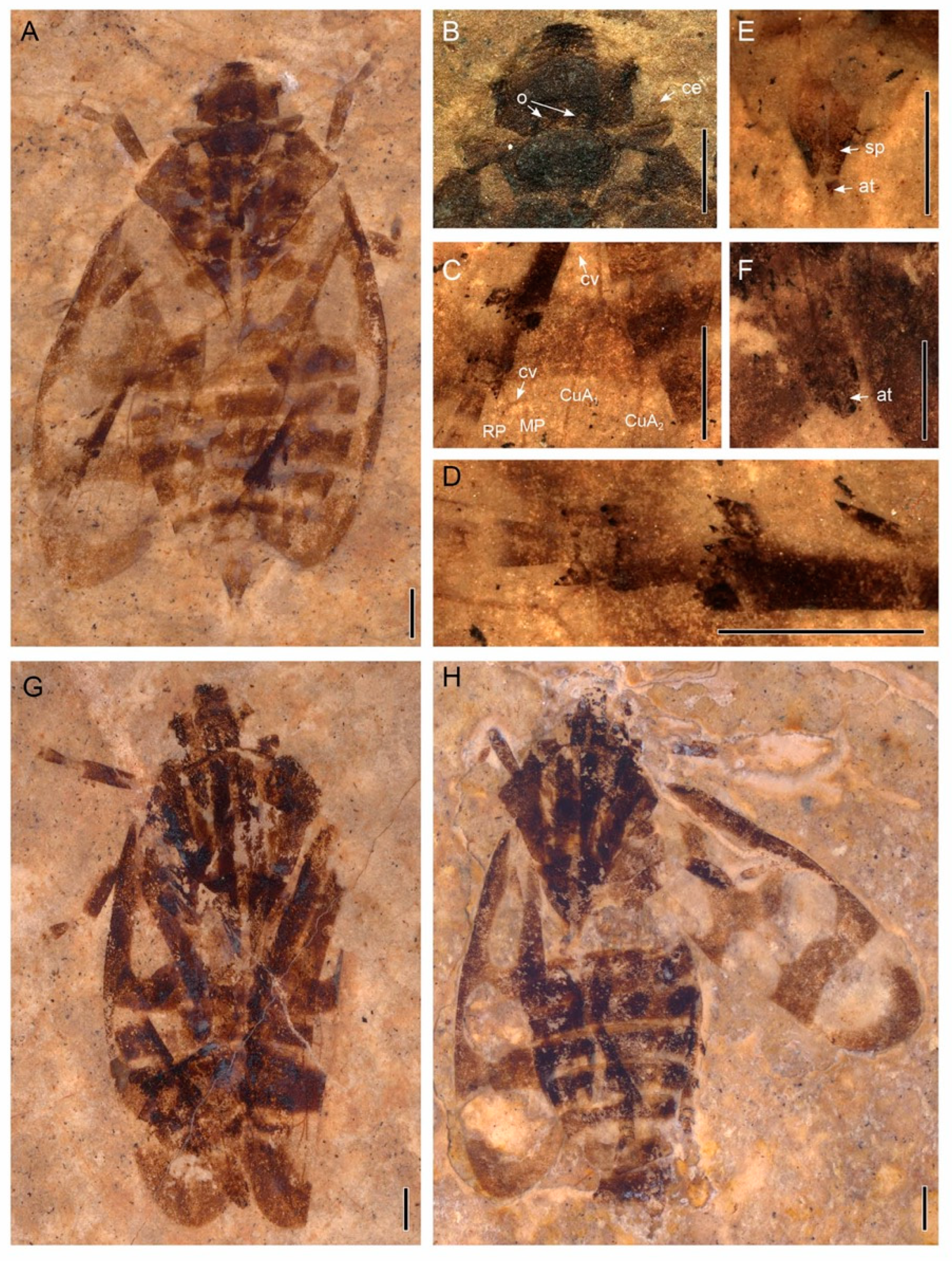 Insects 13 00770 g002