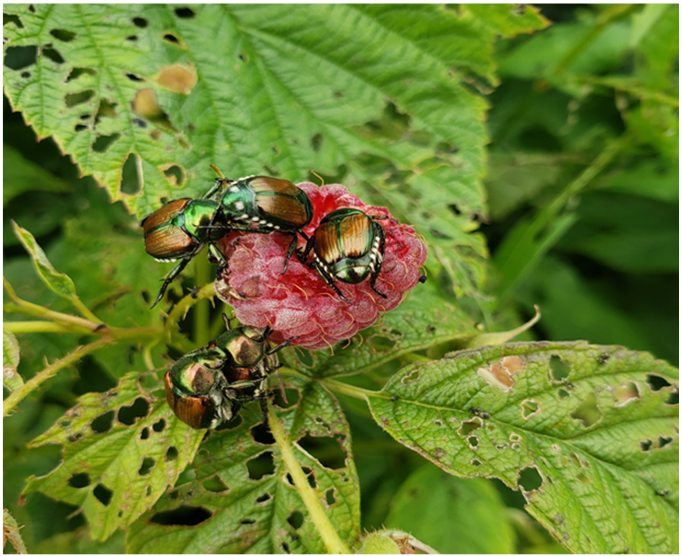 Insects 13 00771 g001