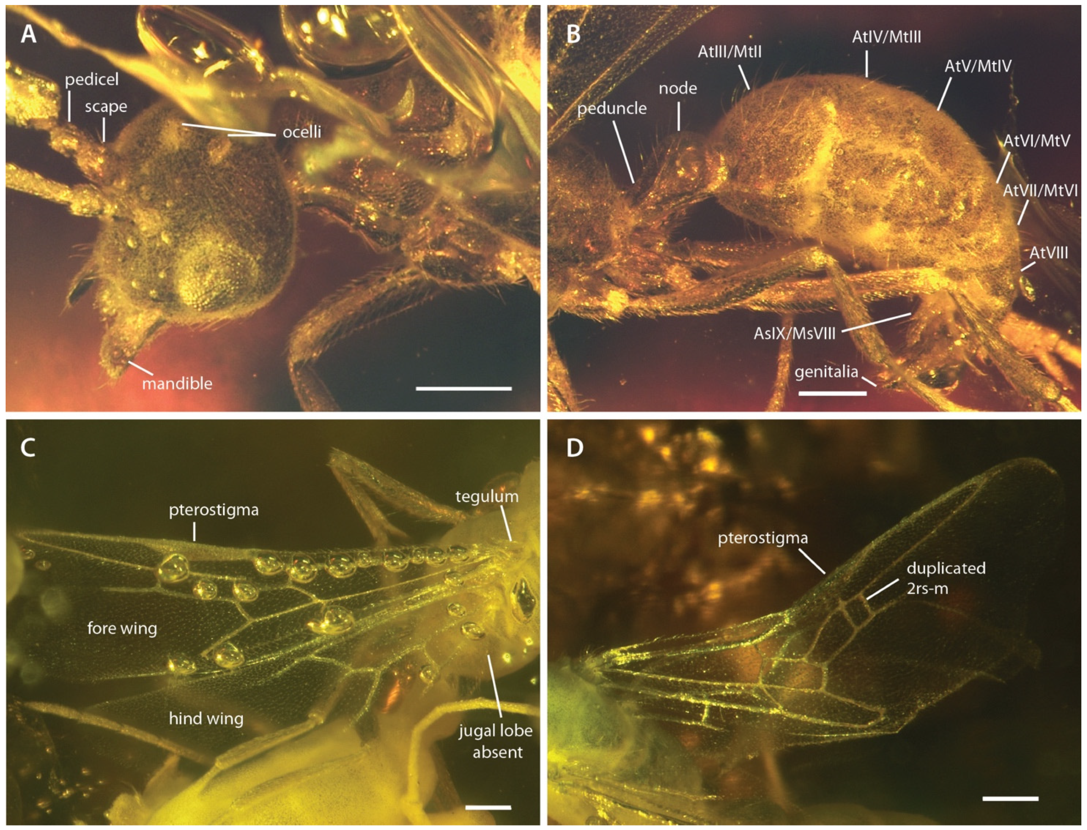 Insects 13 00796 g002 550