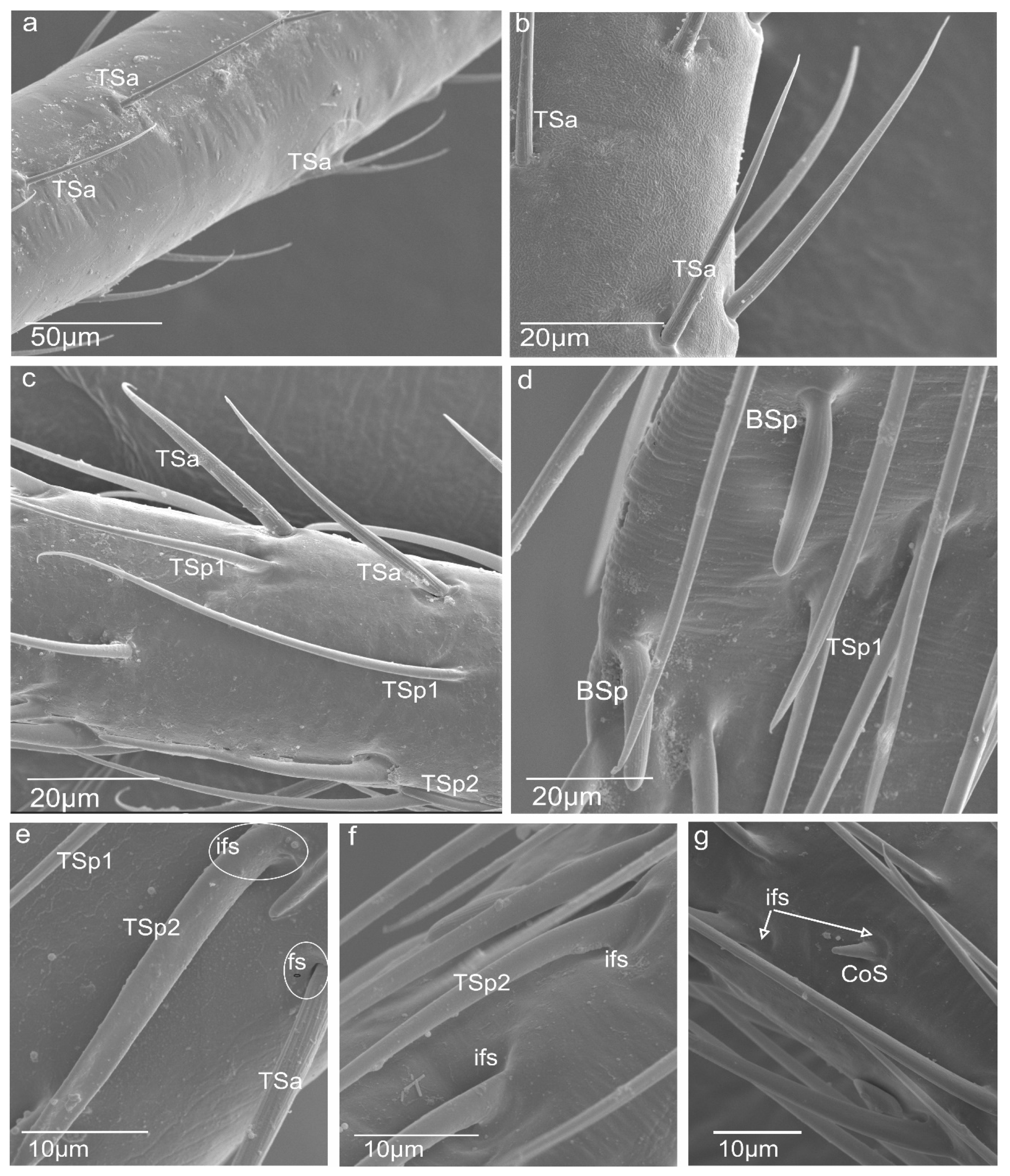 Insects 13 00799 g002