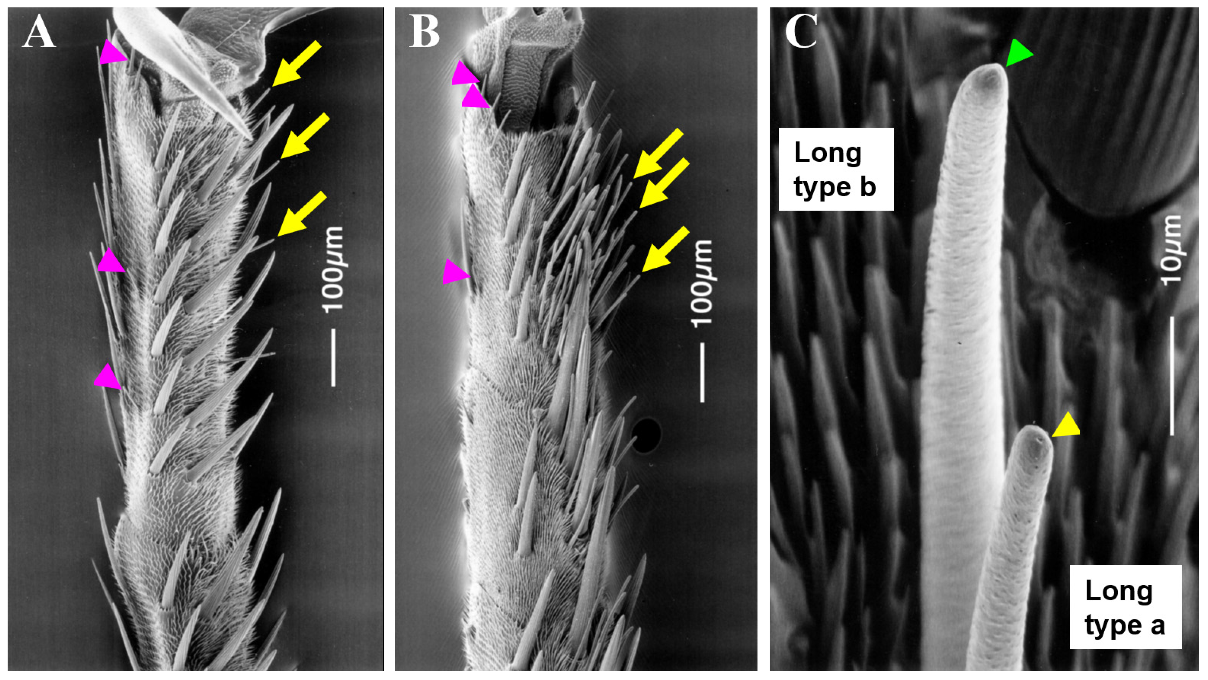 Insects 13 00802 g001 550