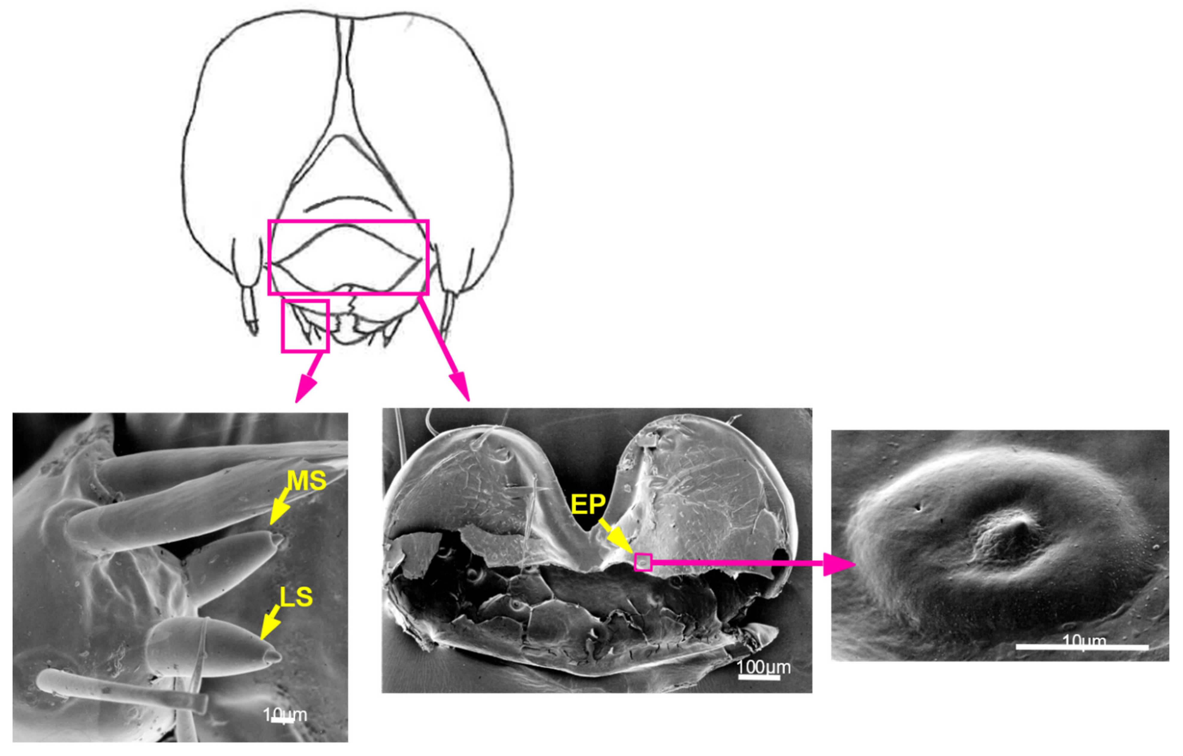 Insects 13 00802 g006 550