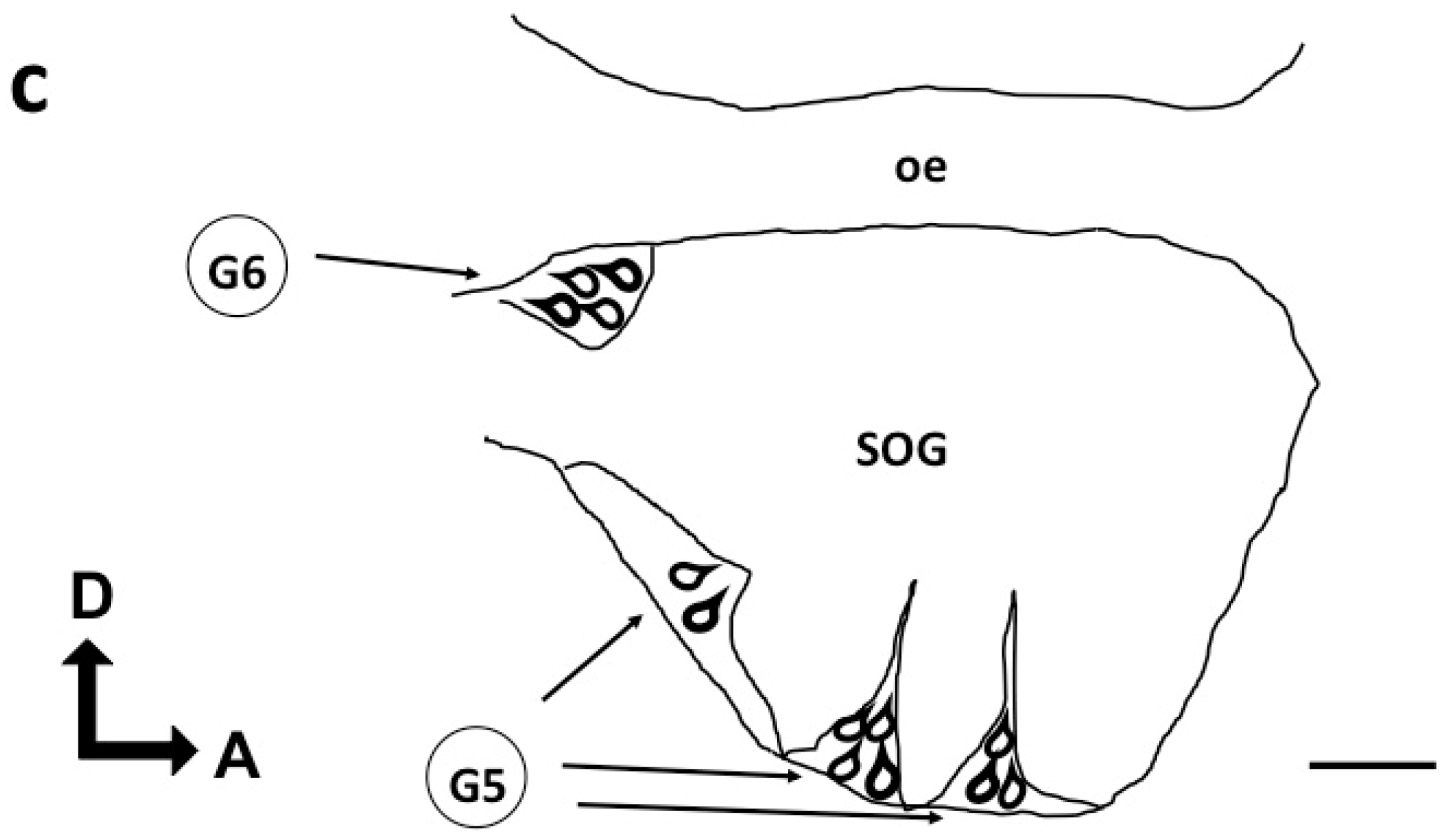 Insects 13 00806 g001b 550