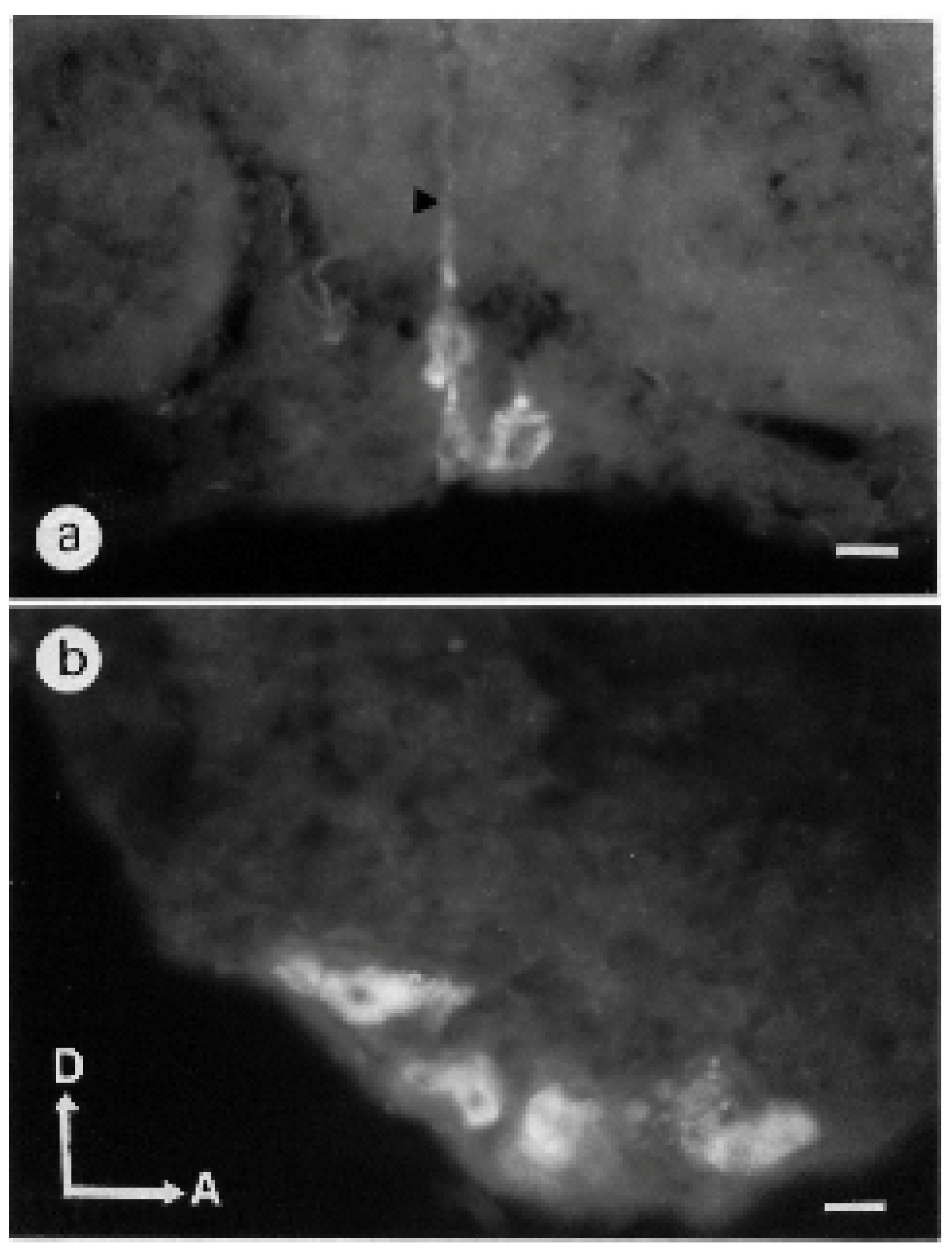 Insects 13 00806 g006 550