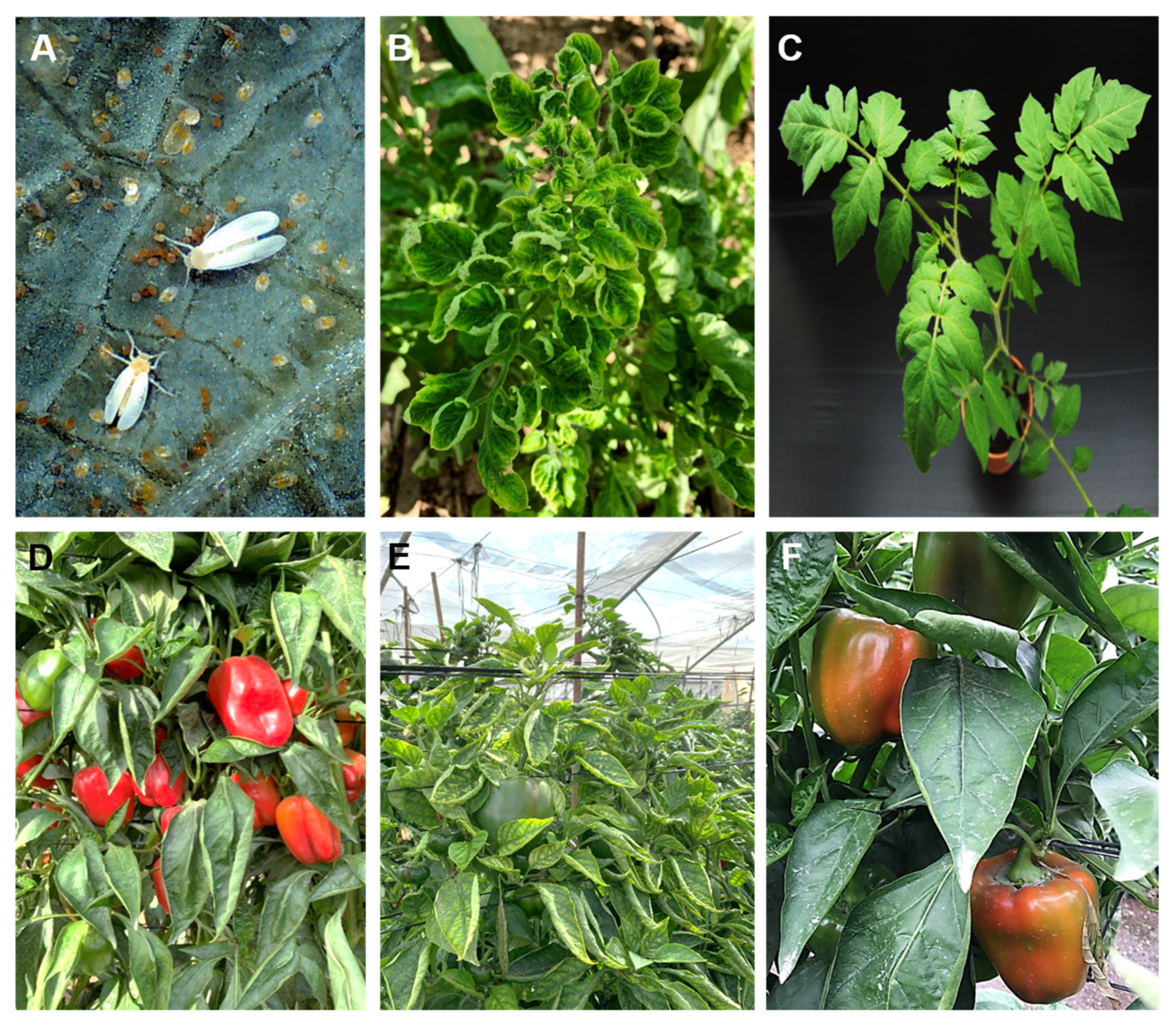 Insects 13 00840 g001 550