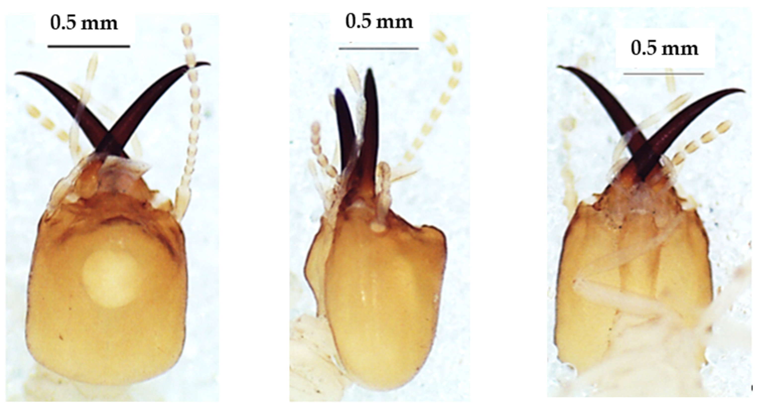 Insects 13 00841 g004 550