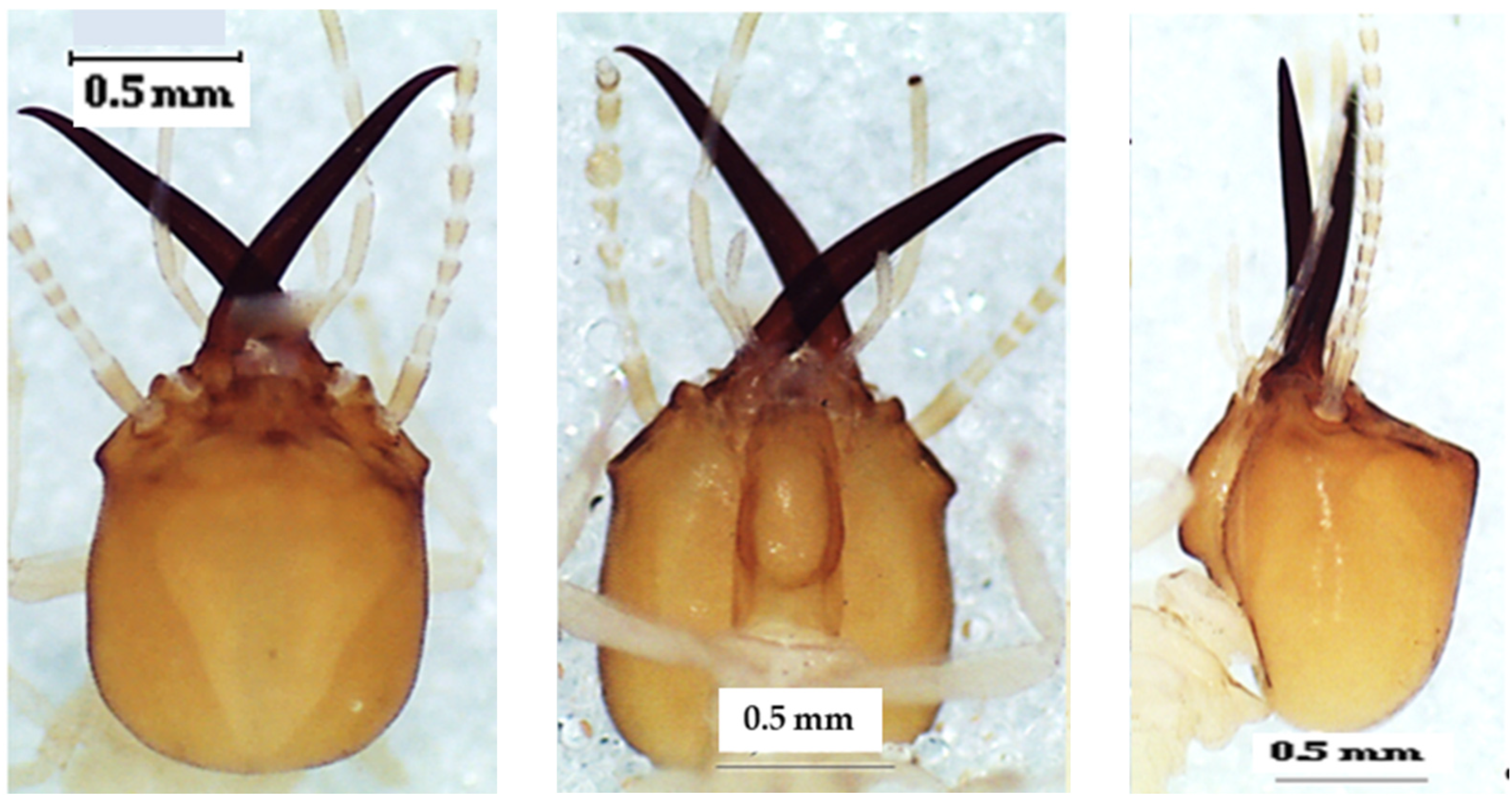 Insects 13 00841 g008 550