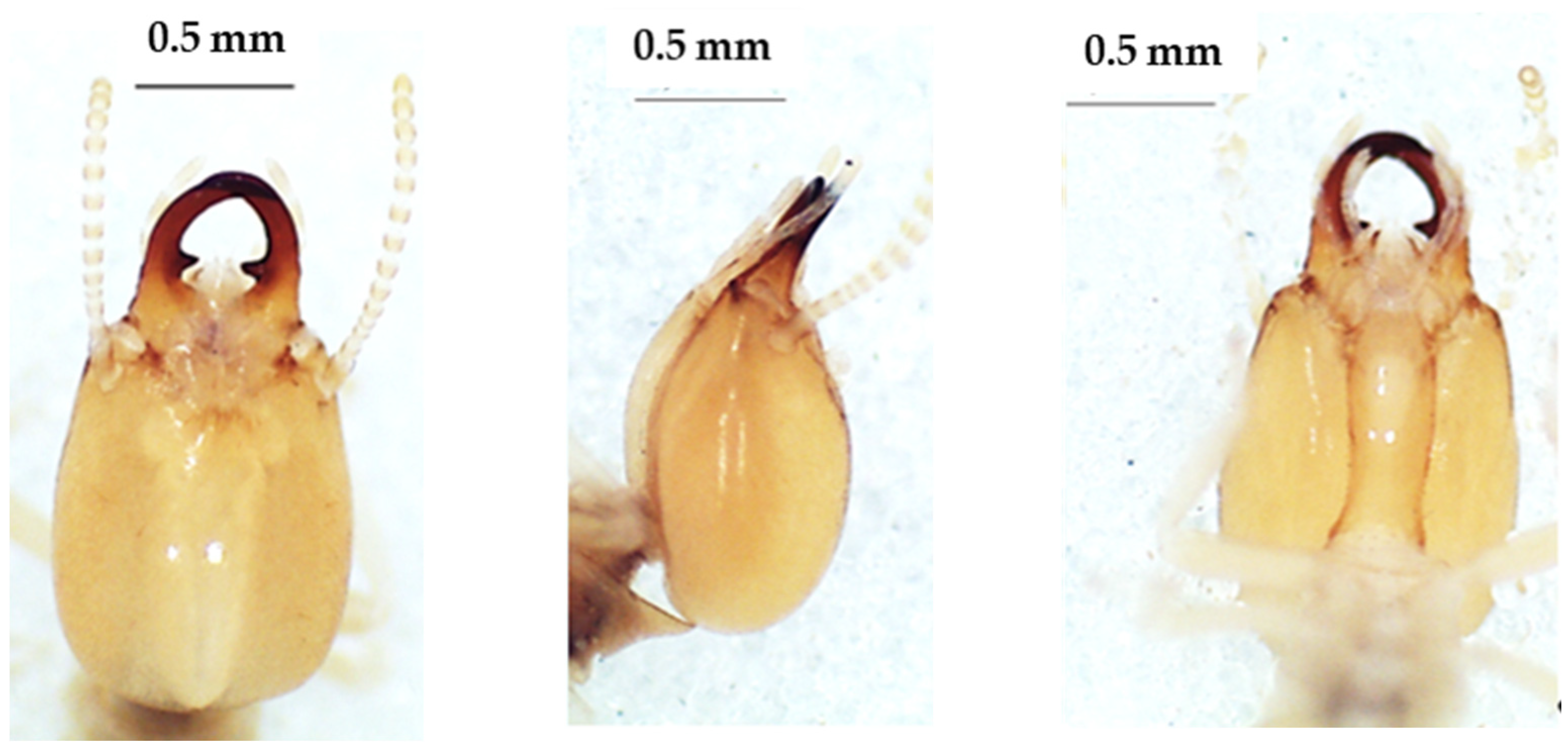 Insects 13 00841 g009 550
