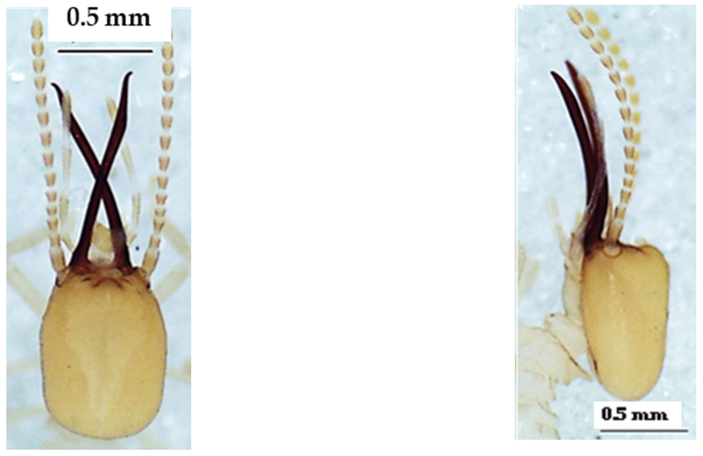 Insects 13 00841 g015 550