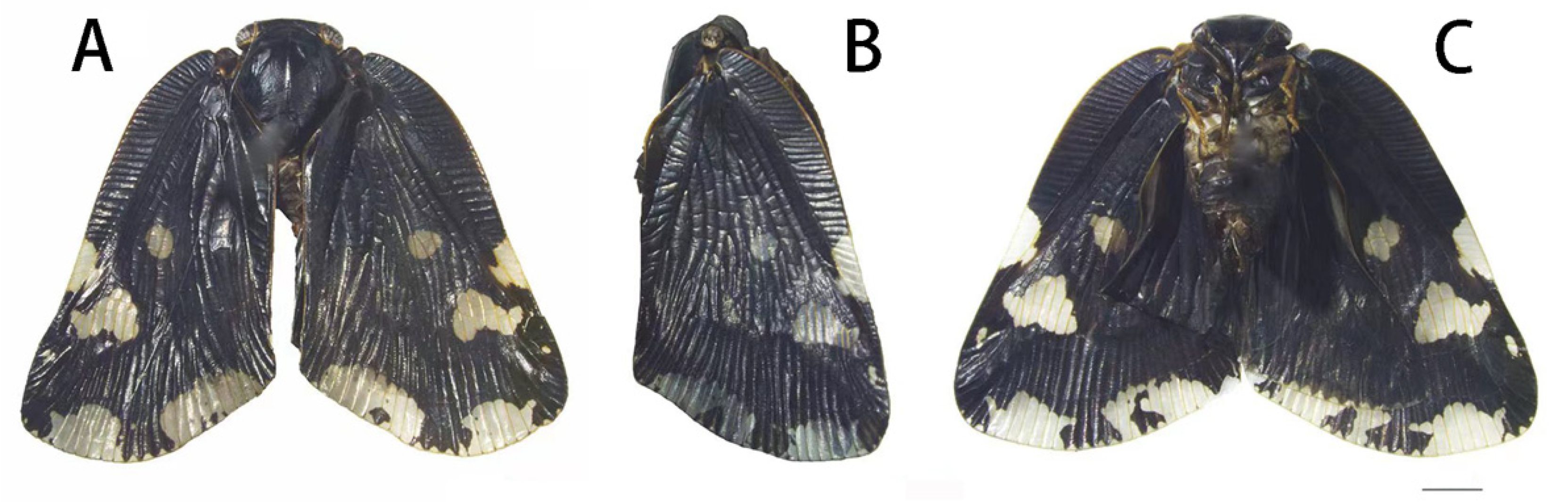 Insects 13 00843 g001