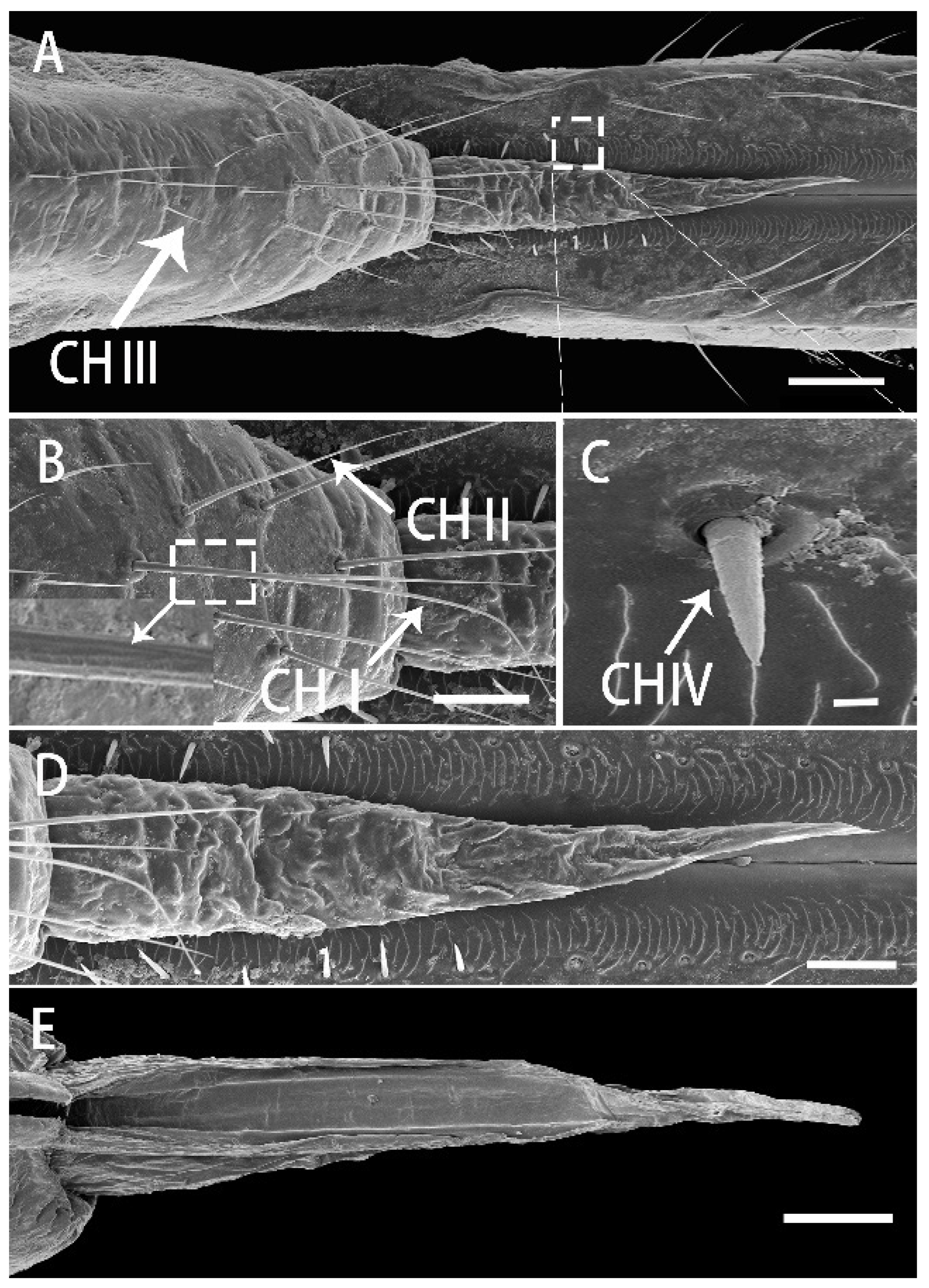 Insects 13 00843 g004