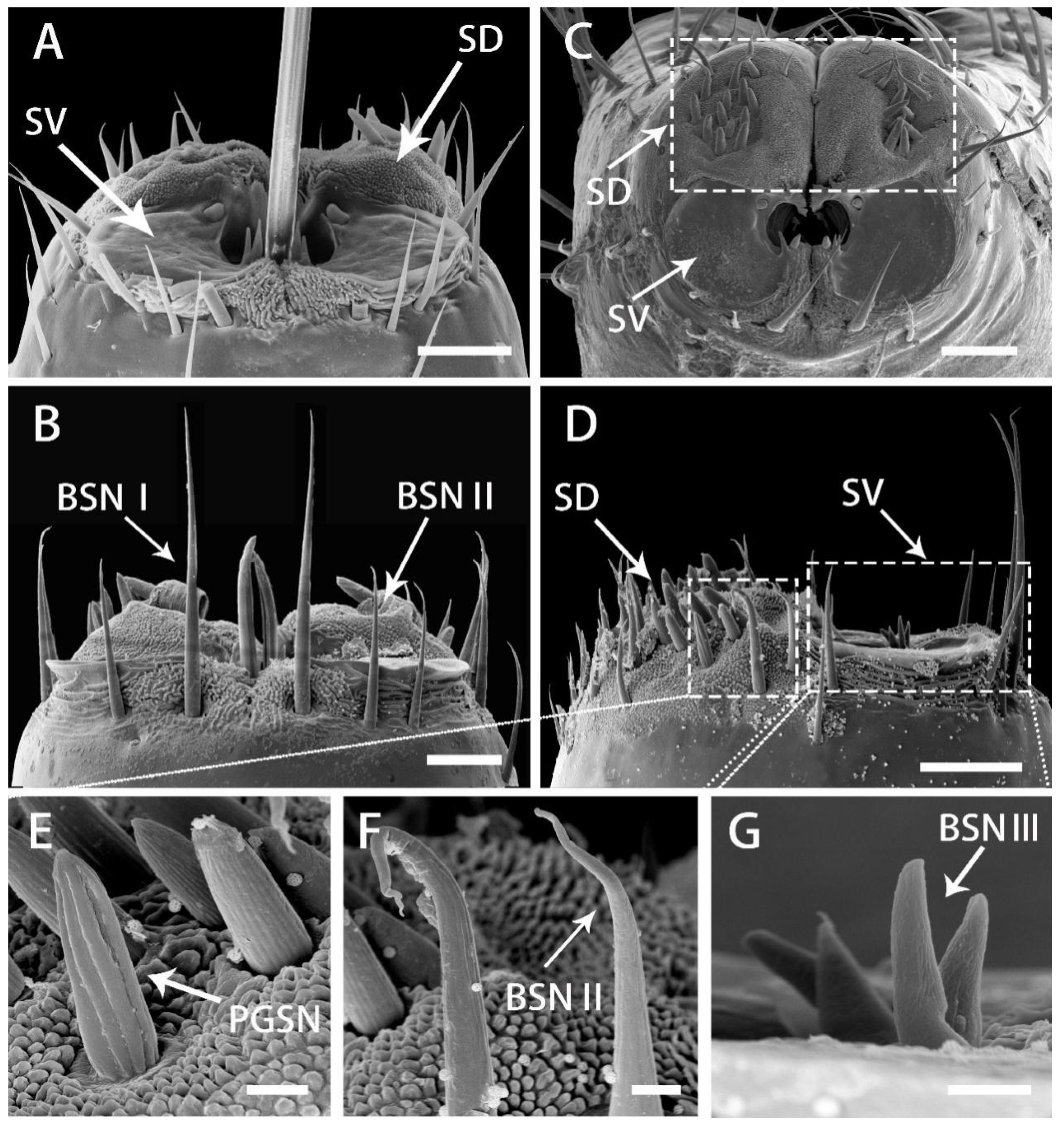 Insects 13 00843 g008