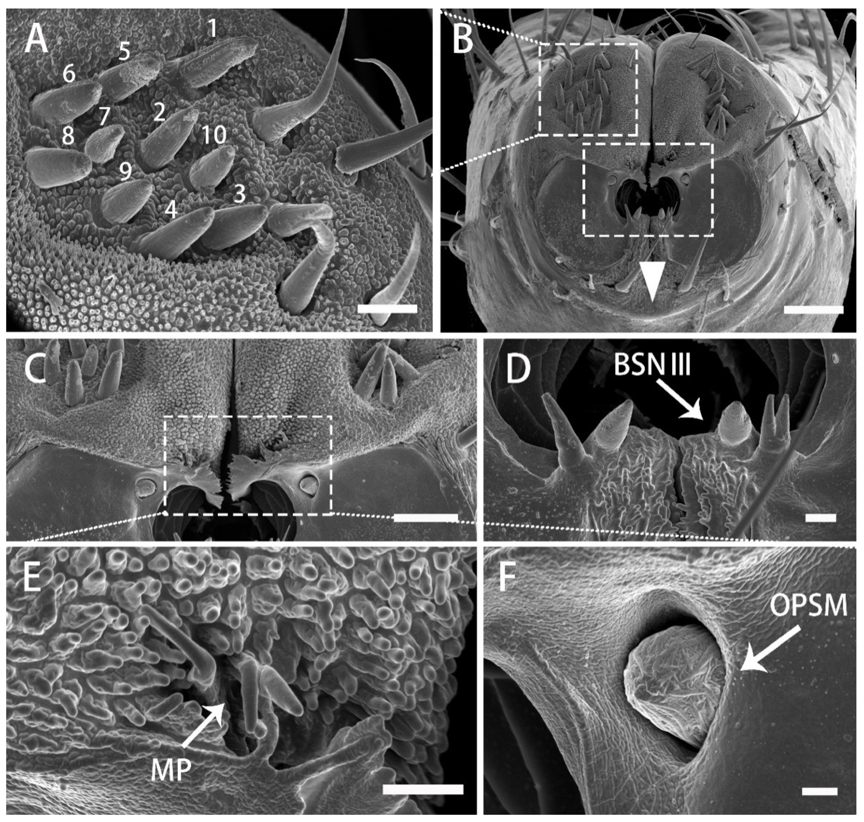 Insects 13 00843 g009
