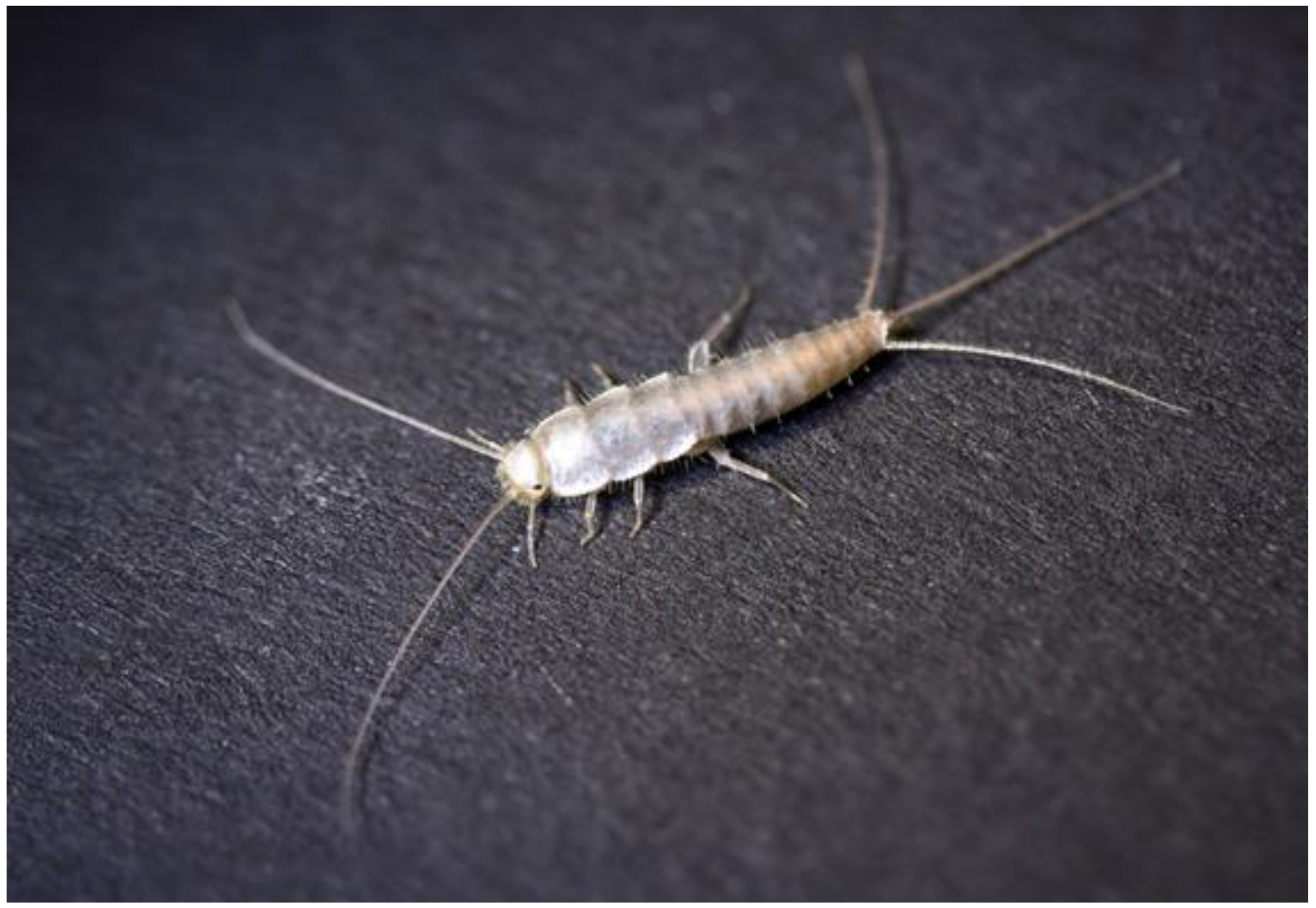 Arthropods Discovered Georgia