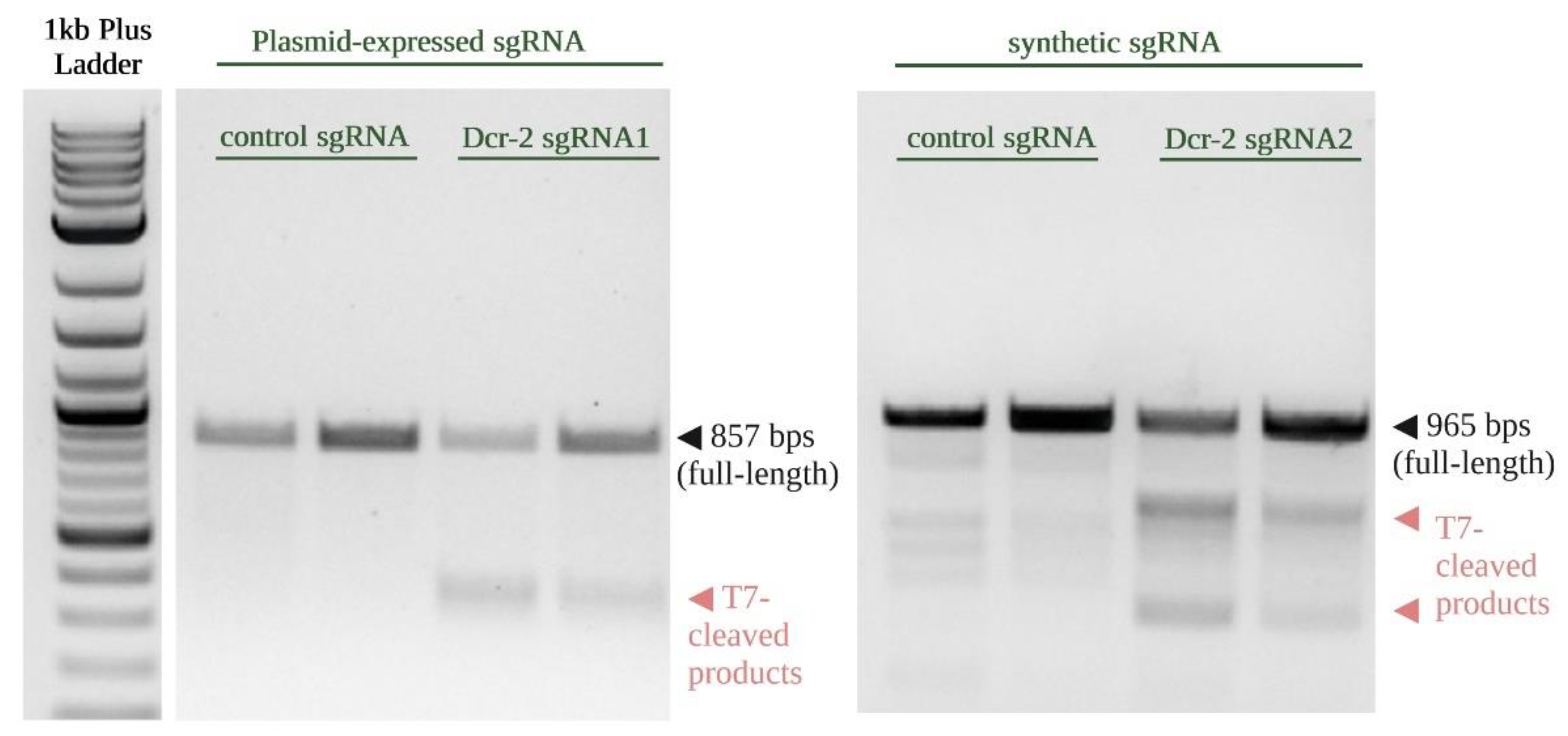 Insects 13 00856 g004 Insects 13 00856 g004