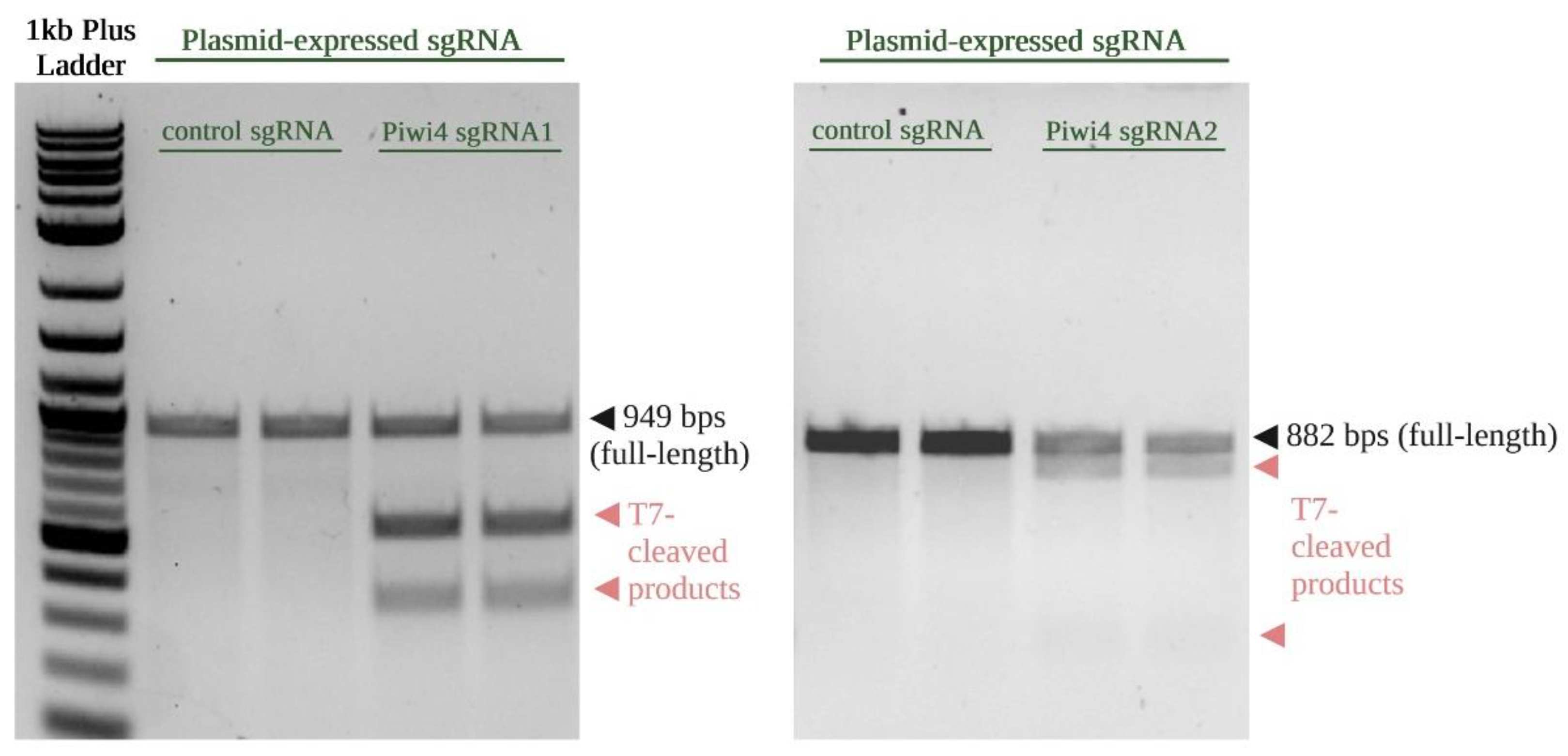 Insects 13 00856 g005 Insects 13 00856 g005