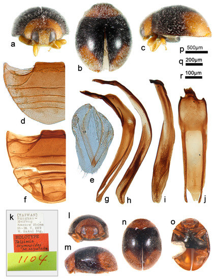 A Taxonomic Review of the Genus Telsimia Casey (Coleoptera