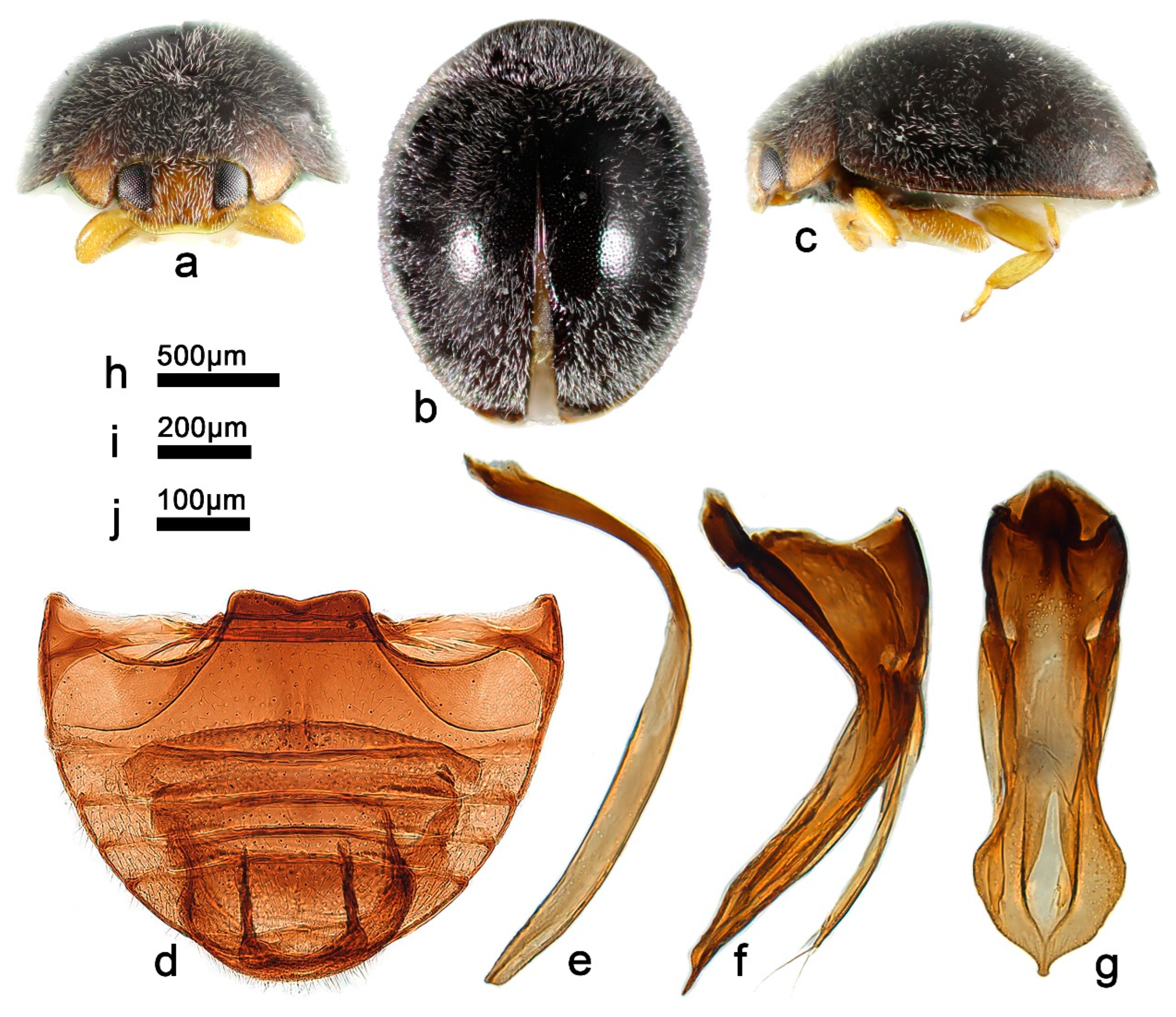 Insects 13 00869 g005