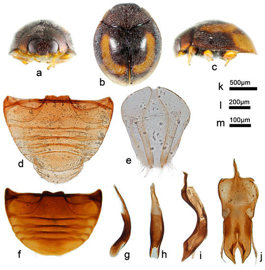るい A Taxonomic Review of the Genus Telsimia Casey (Coleoptera