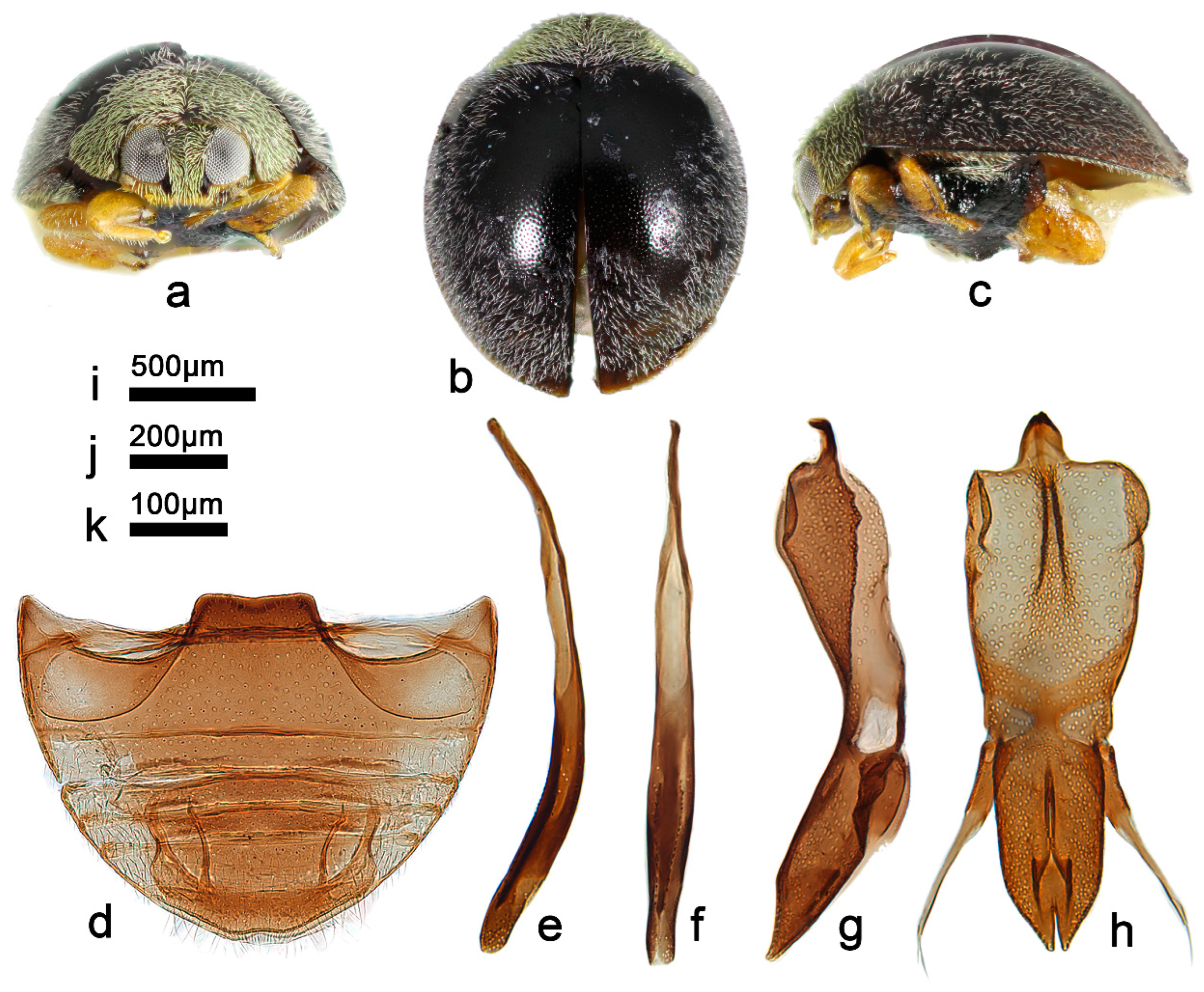 Insects 13 00869 g009