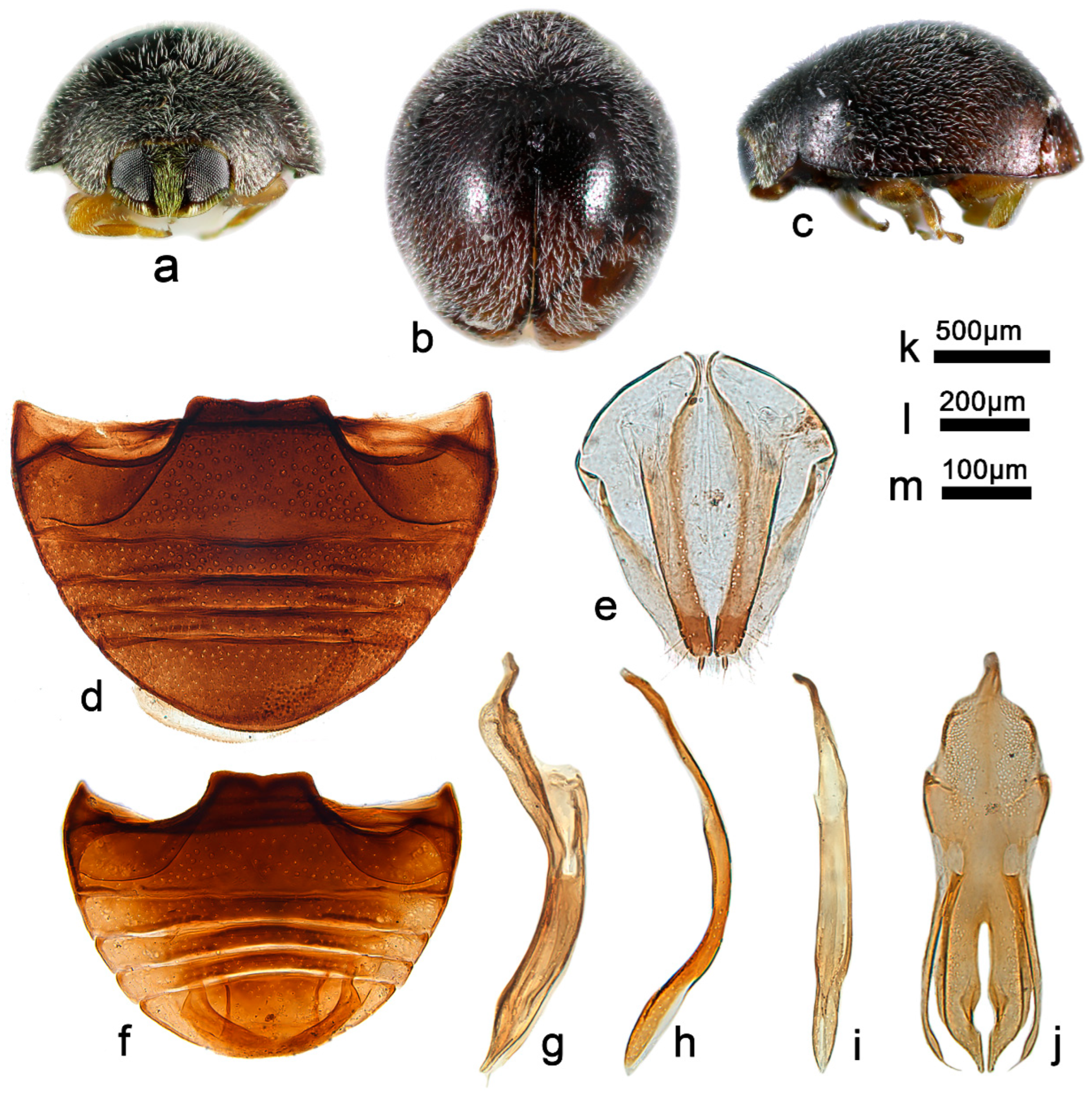 Insects 13 00869 g010