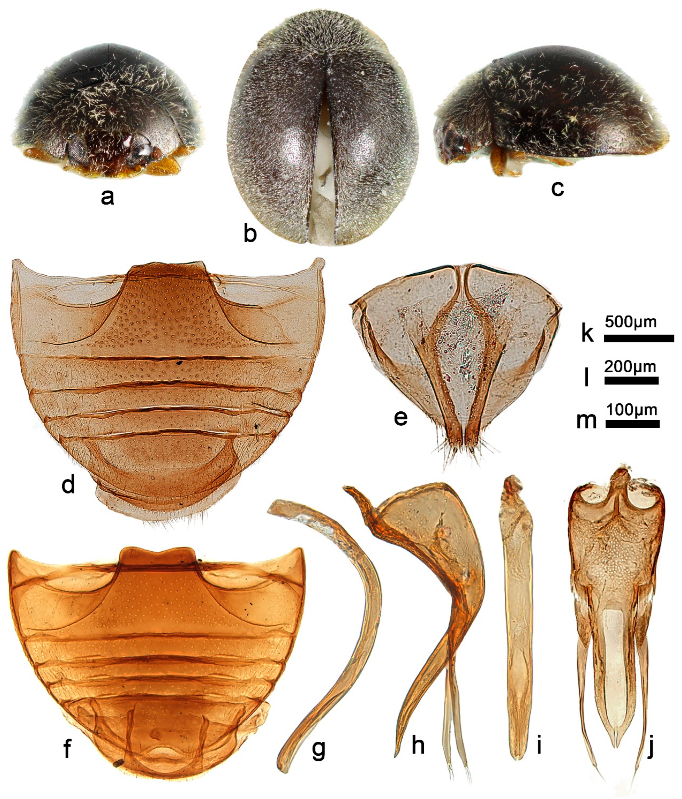 Insects 13 00869 g011