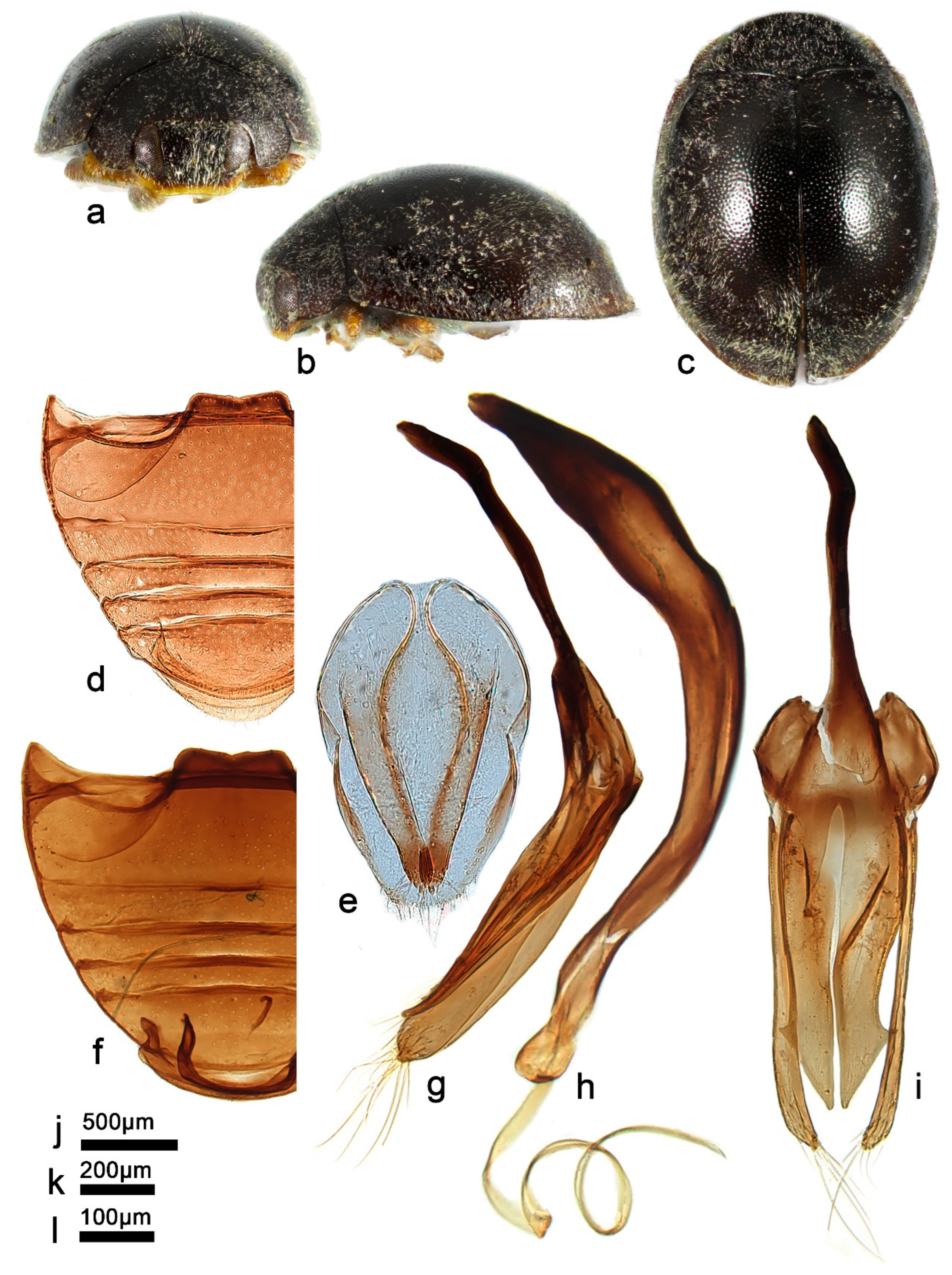 Insects 13 00869 g012