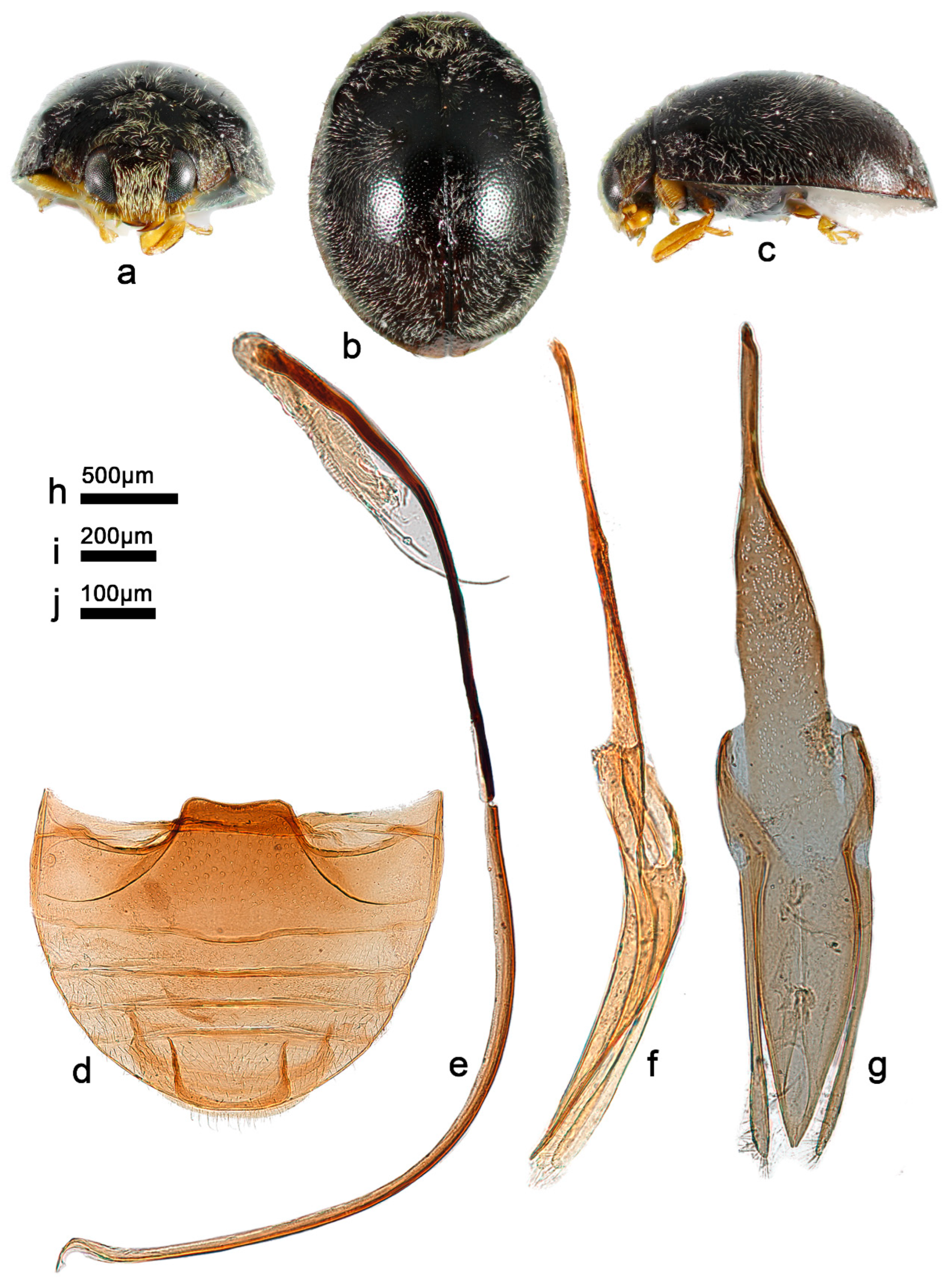 Insects 13 00869 g013