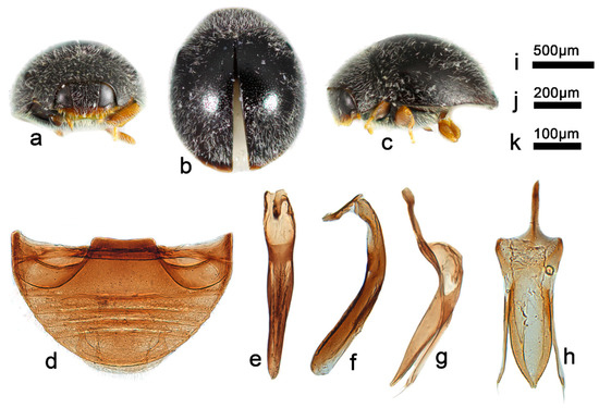 A Taxonomic Review of the Genus Telsimia Casey (Coleoptera, Coccinellidae) from China, with Descriptions of Eight New Species A Taxonomic Review of the Genus Telsimia Casey (Coleoptera, Coccinellidae) from China, with Descriptions of Eight New Species
