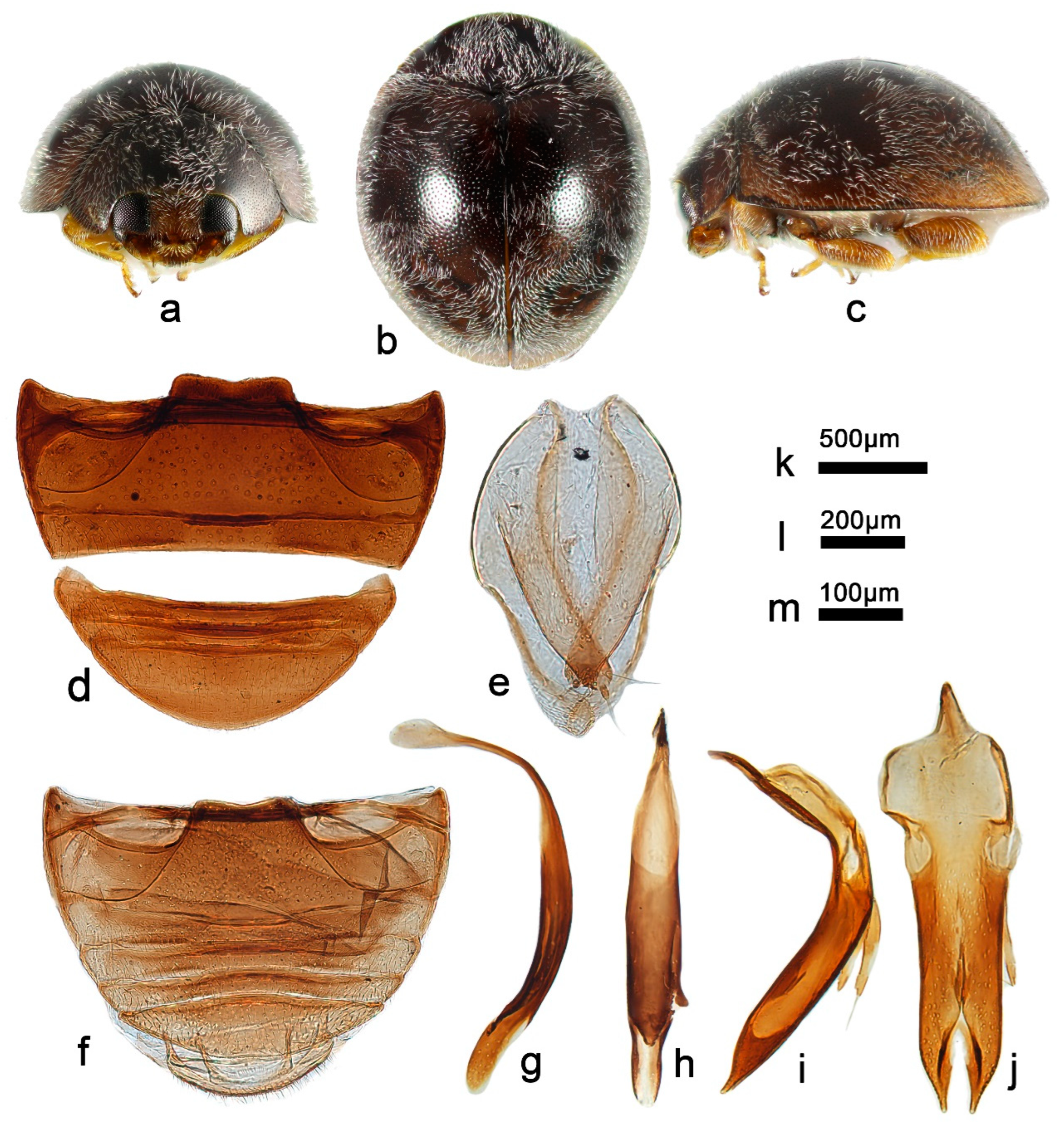 Insects 13 00869 g017
