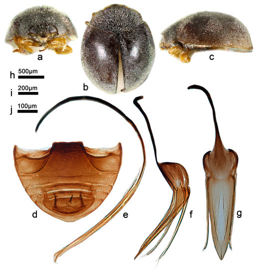 るい ZX フューリー / ZX Fury Shoesを使った人気ファッション