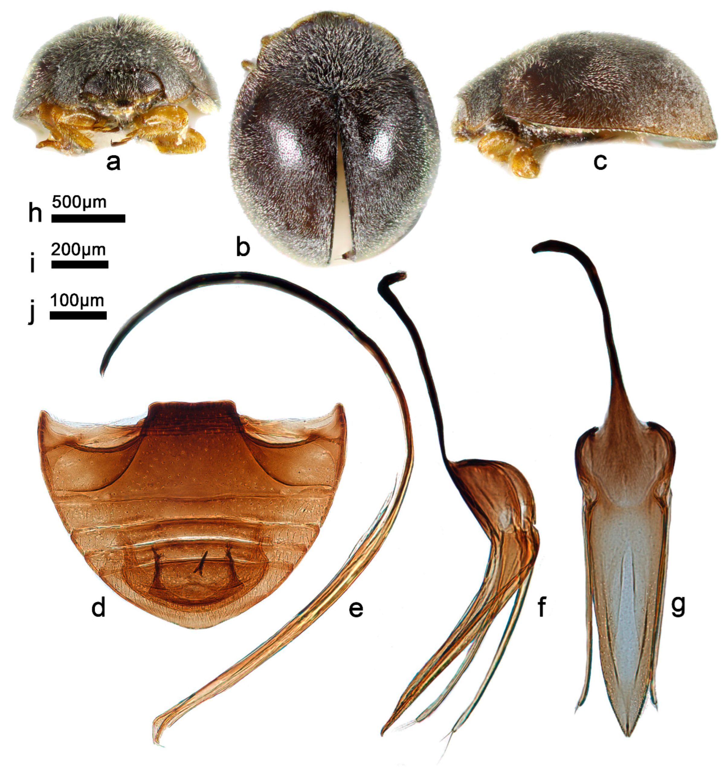 Insects 13 00869 g019