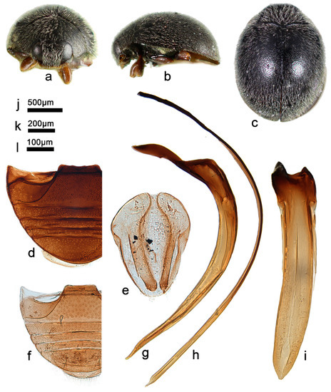 A Taxonomic Review of the Genus Telsimia Casey (Coleoptera