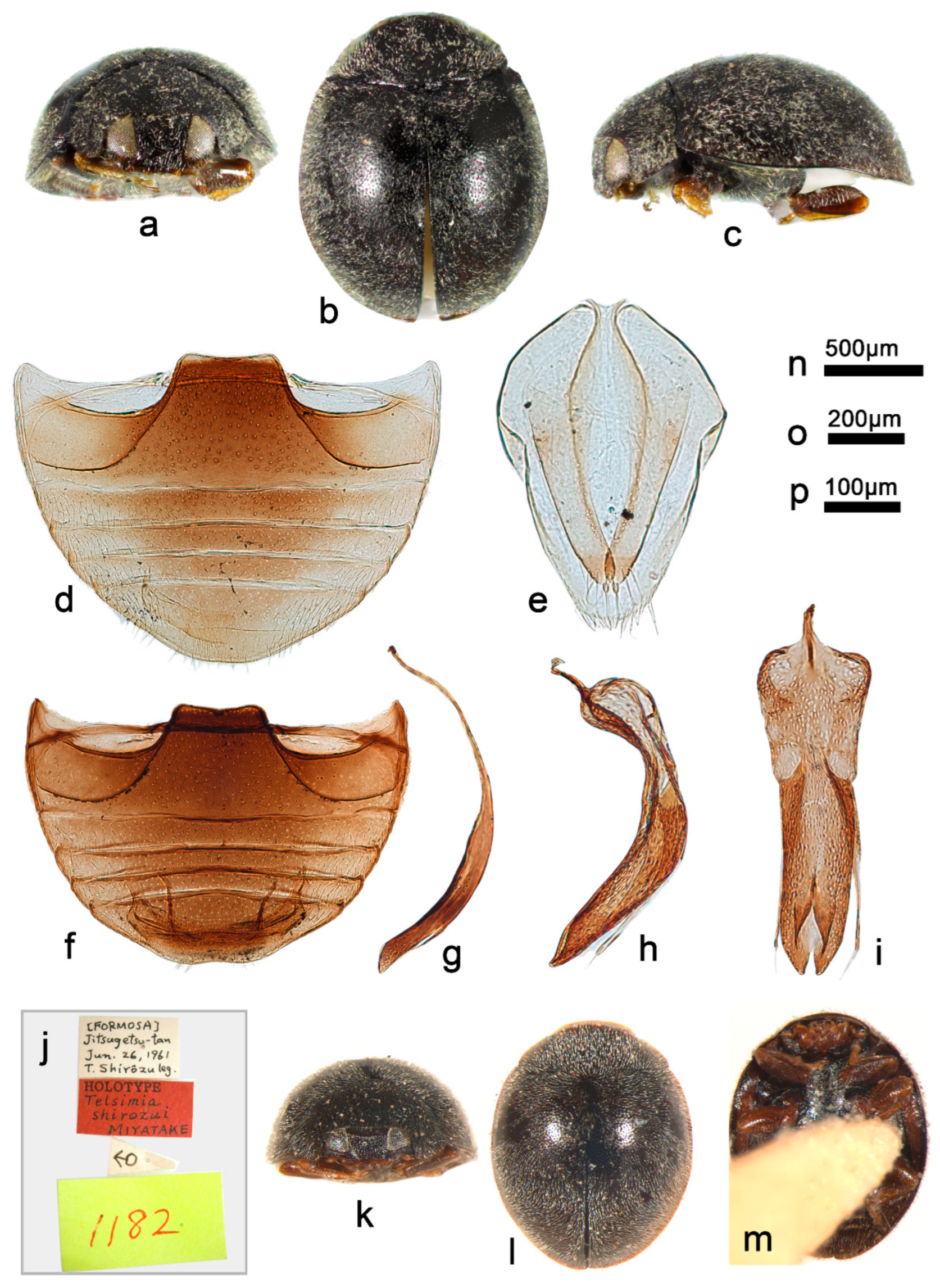 Insects 13 00869 g022