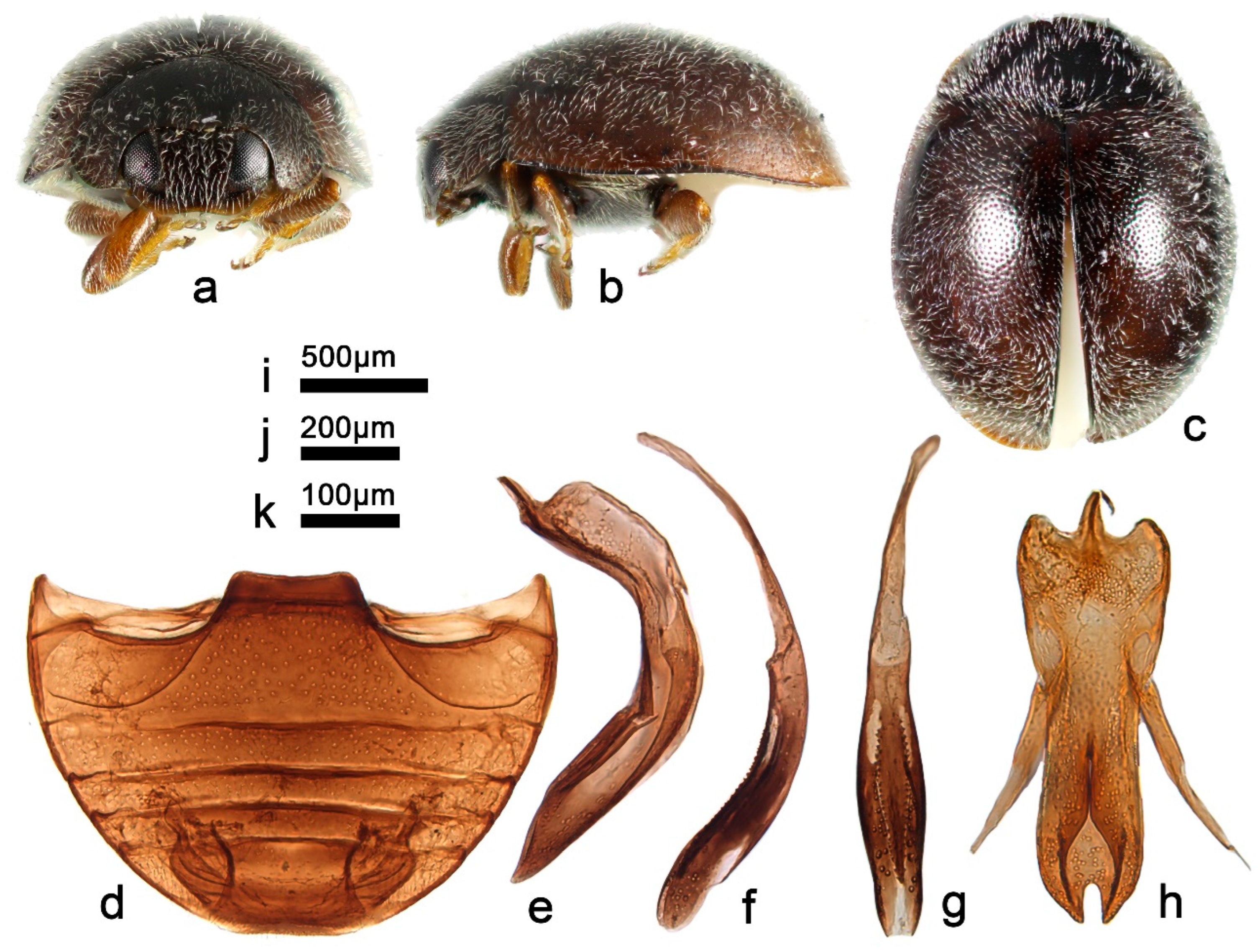Insects 13 00869 g024