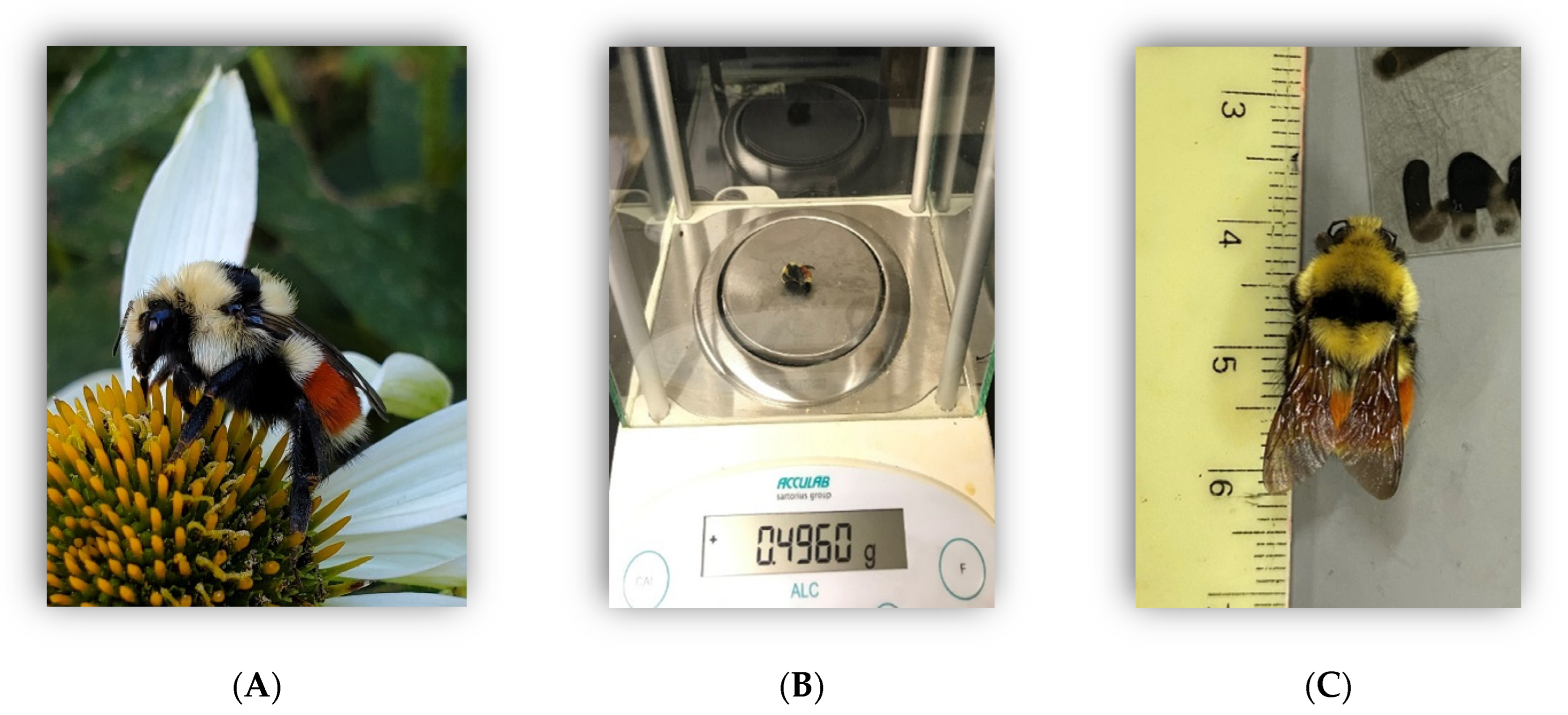 Insects 13 00870 g0a1