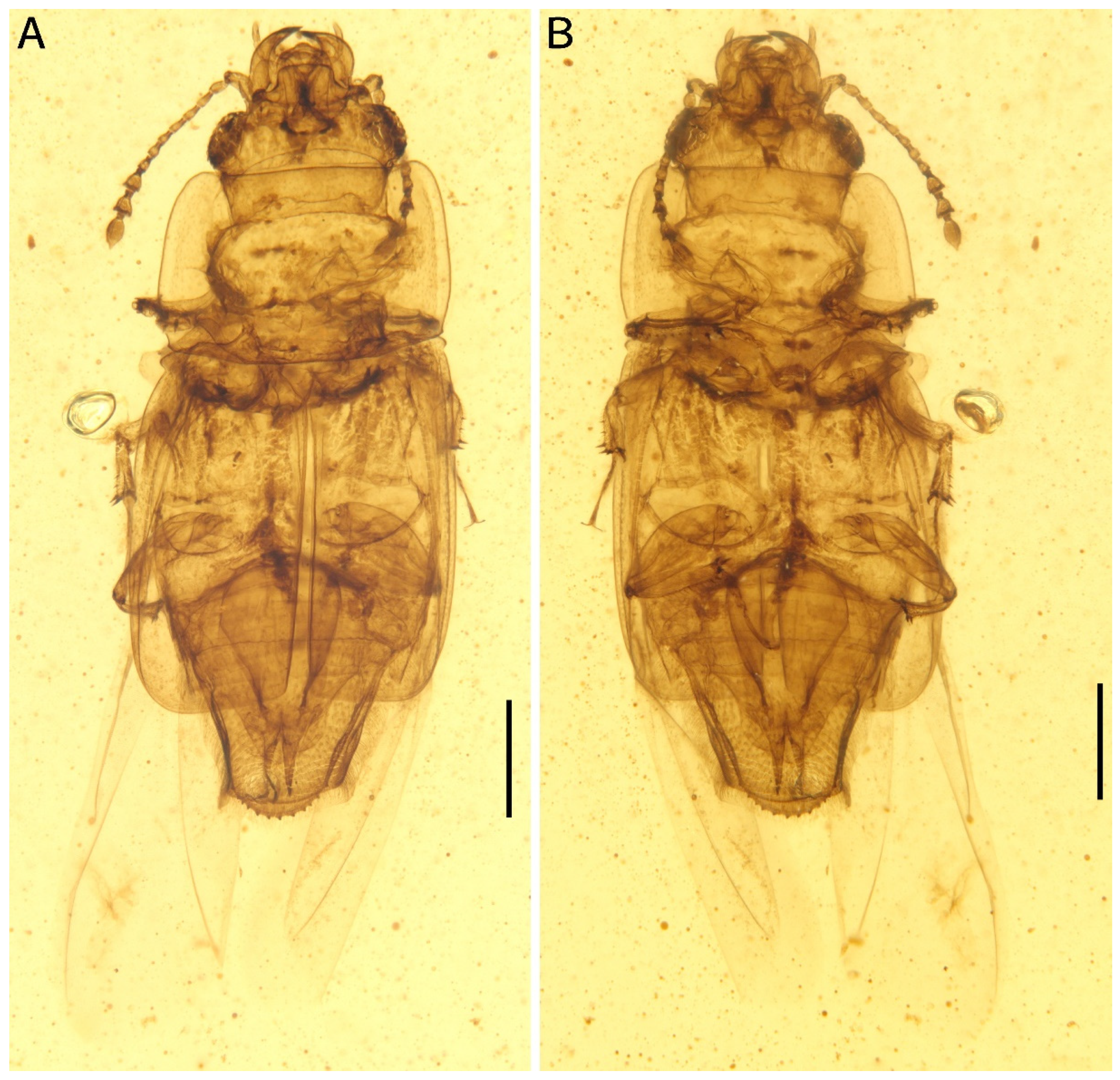 Insects 13 00884 g001 550