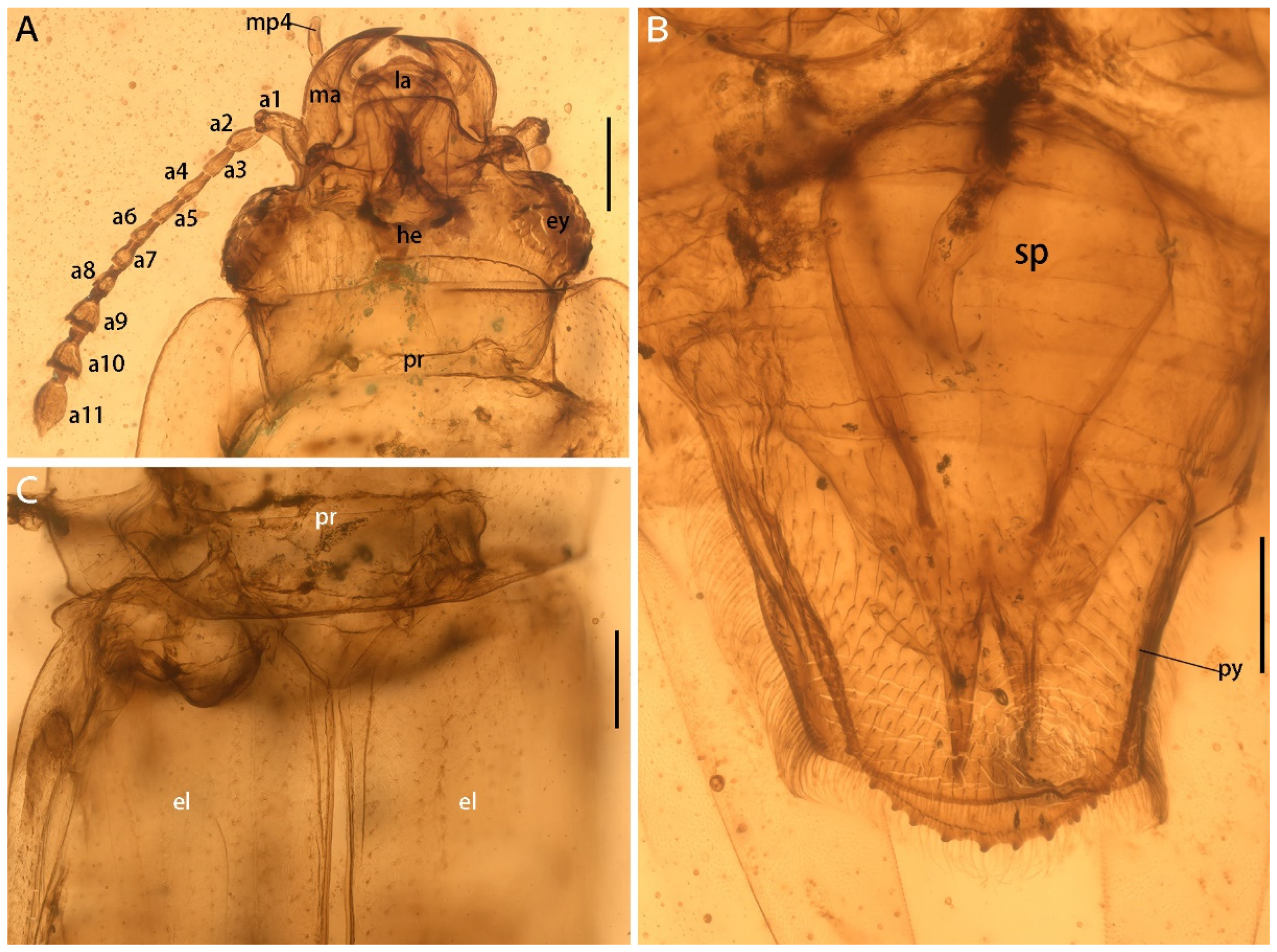 Insects 13 00884 g002 550