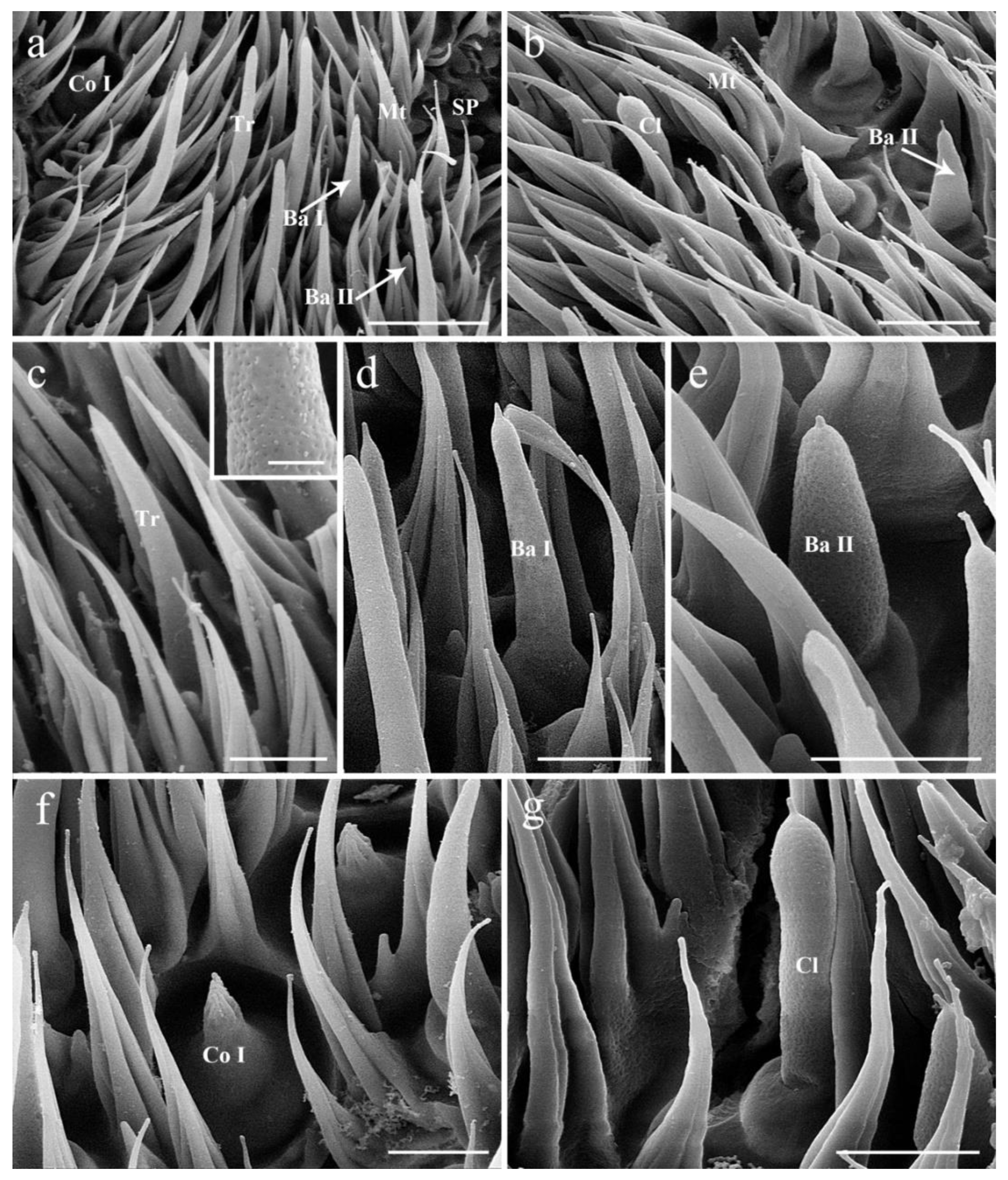 Insects 13 00889 g002