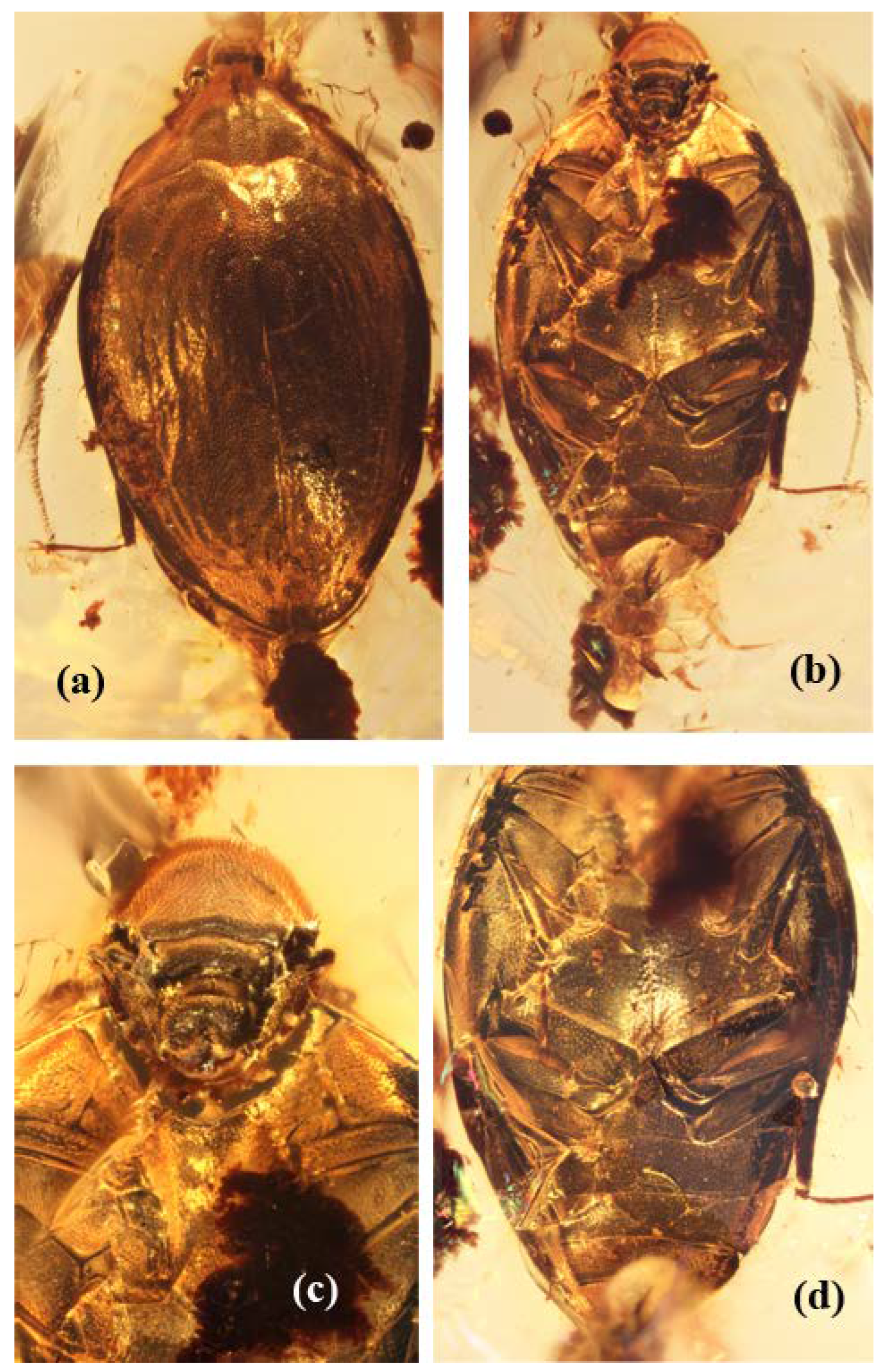 Insects 13 00891 g001