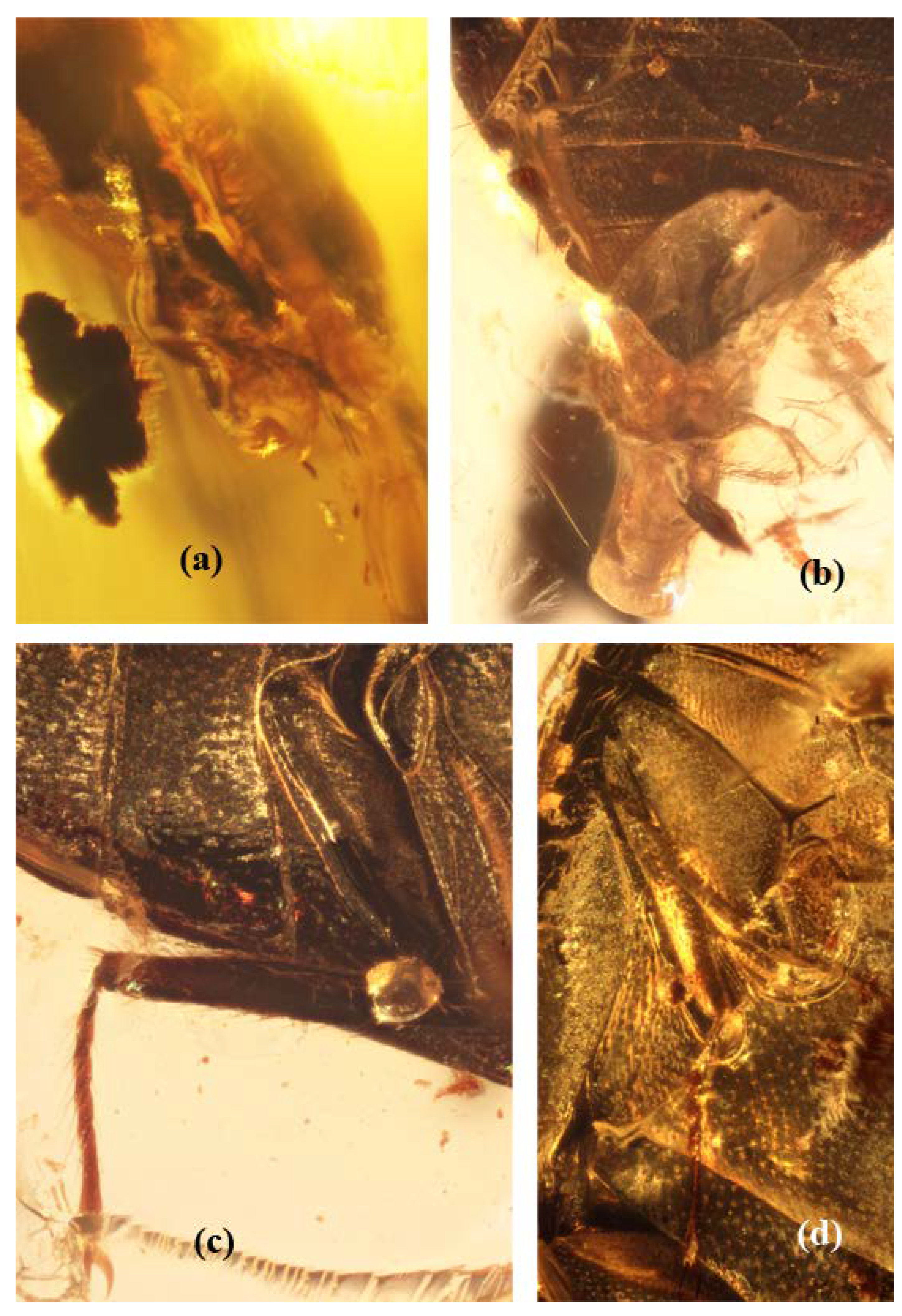 Insects 13 00891 g002